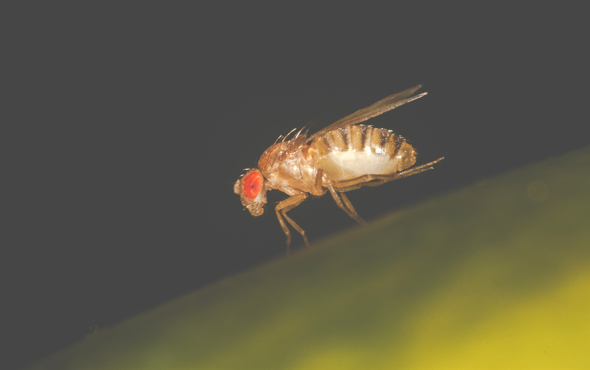 Canon EF 100mm F2.8 Macro USM sample photo. Img photography