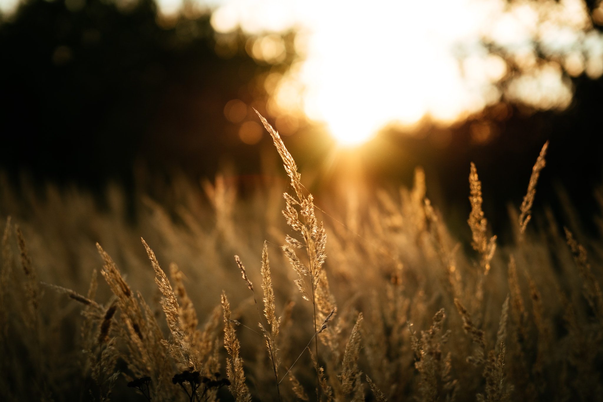 Fujifilm X-Pro2 + Fujifilm XF 56mm F1.2 R APD sample photo. At the end of the day photography
