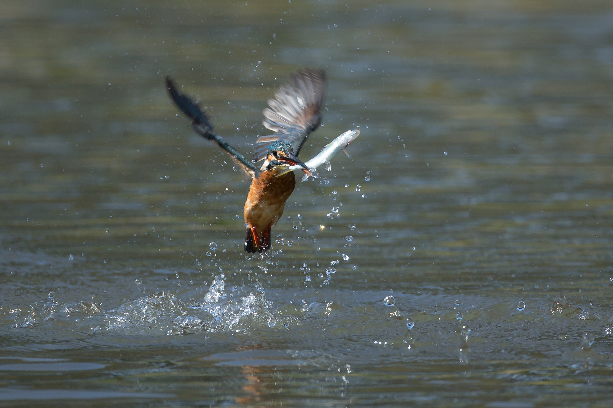Canon EF 800mm F5.6L IS USM sample photo. サインはＶ photography