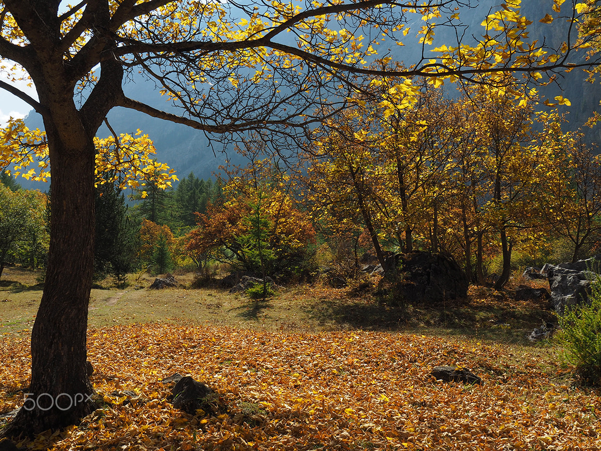 OLYMPUS M.14-150mm F4.0-5.6 II sample photo. Autumn photography