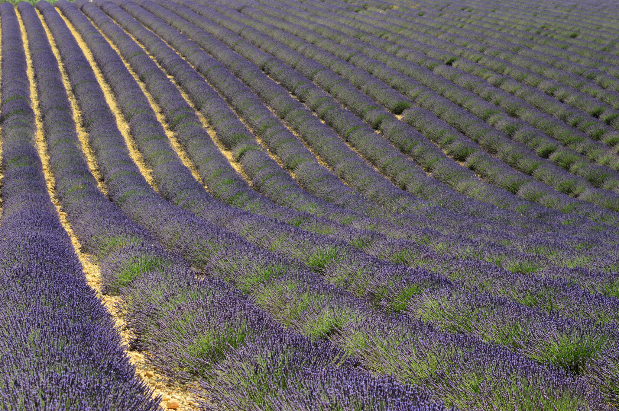 Nikon AF-S Nikkor 24-120mm F4G ED VR sample photo. Lavande waves photography
