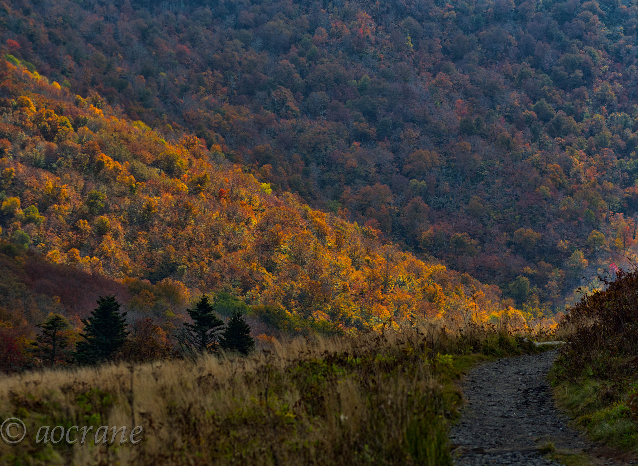 Olympus OM-D E-M5 + Olympus M.Zuiko Digital ED 75mm F1.8 sample photo. Roan fall photography