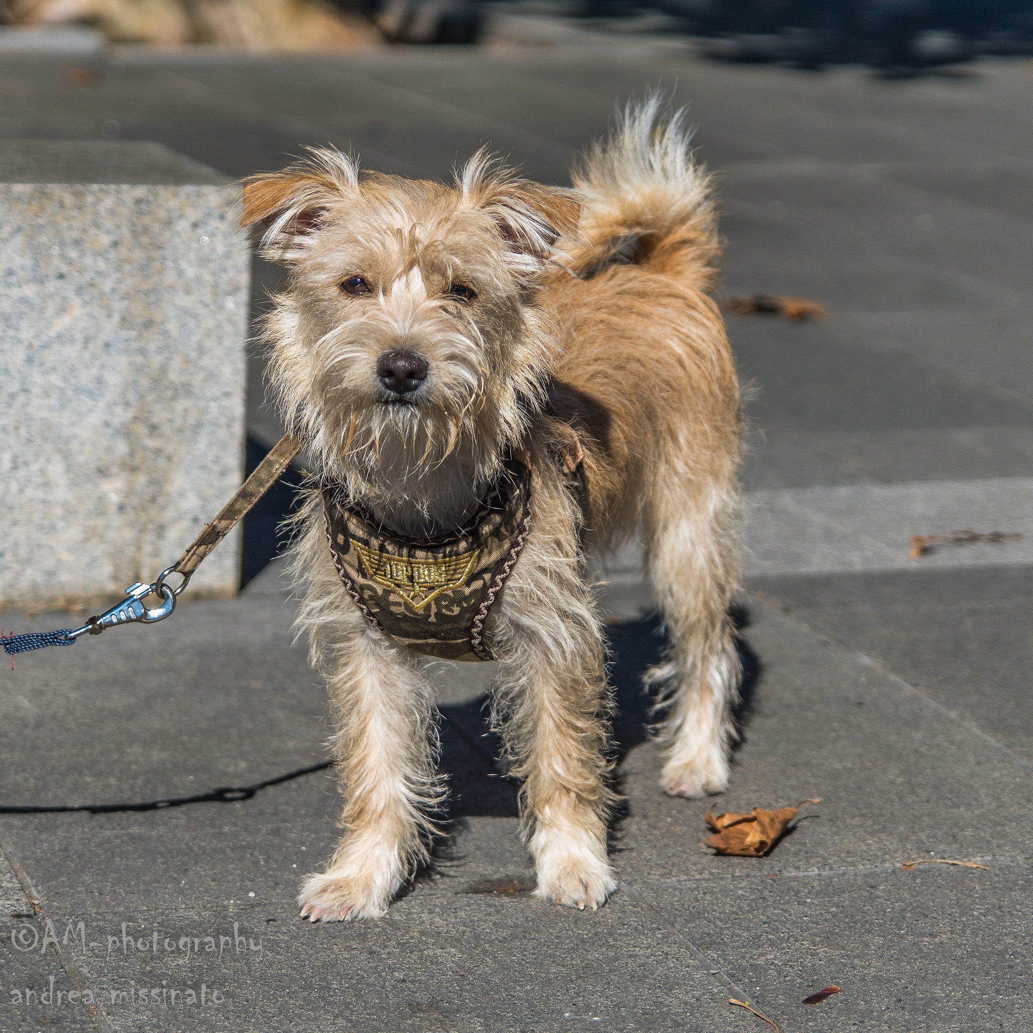 Sony ILCA-77M2 sample photo. Emy photography