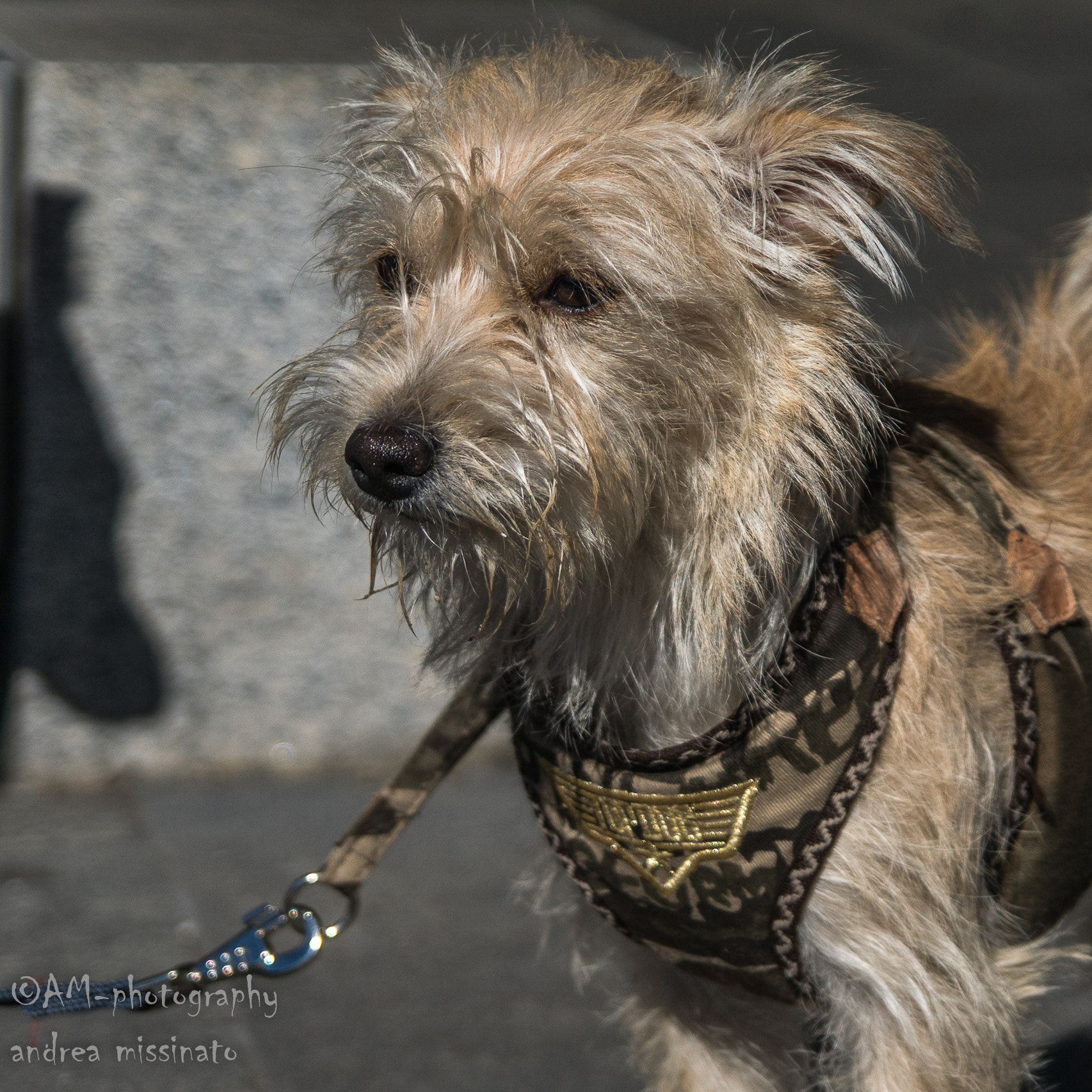 Sony ILCA-77M2 sample photo. Emy photography