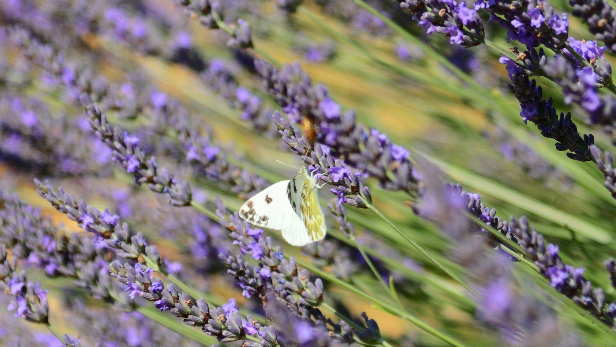 Nikon D3200 sample photo. Lavande and butterfly photography