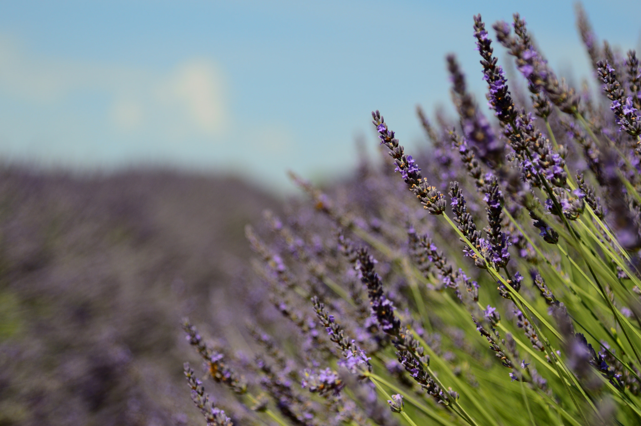 Nikon AF-S Nikkor 24-120mm F4G ED VR sample photo. Diagonal violet view photography