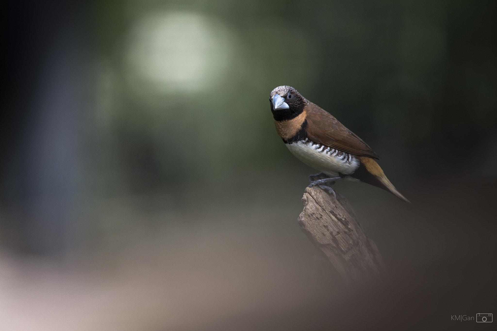 Nikon Nikkor AF-S 300mm F4E PF ED VR sample photo. Little grey billed mannikin photography