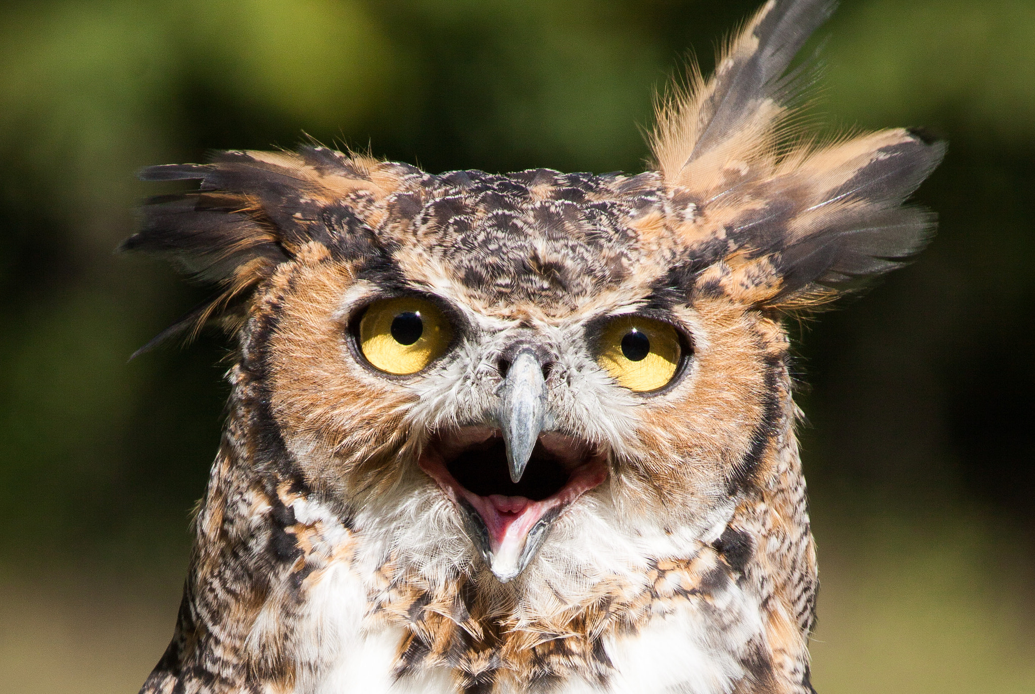 Canon EOS 50D + Canon EF 100-400mm F4.5-5.6L IS USM sample photo. Great horned owl photography