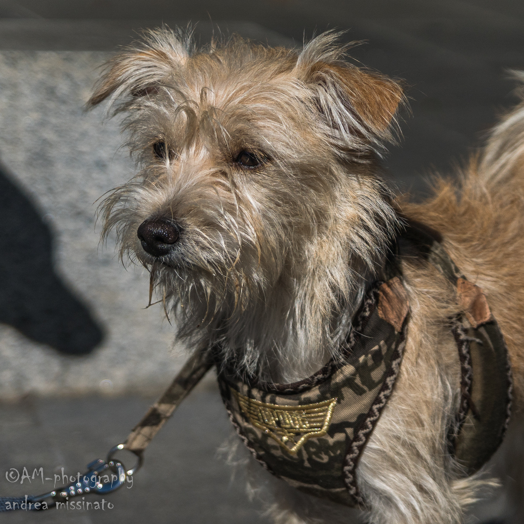 Sony ILCA-77M2 sample photo. Emy photography