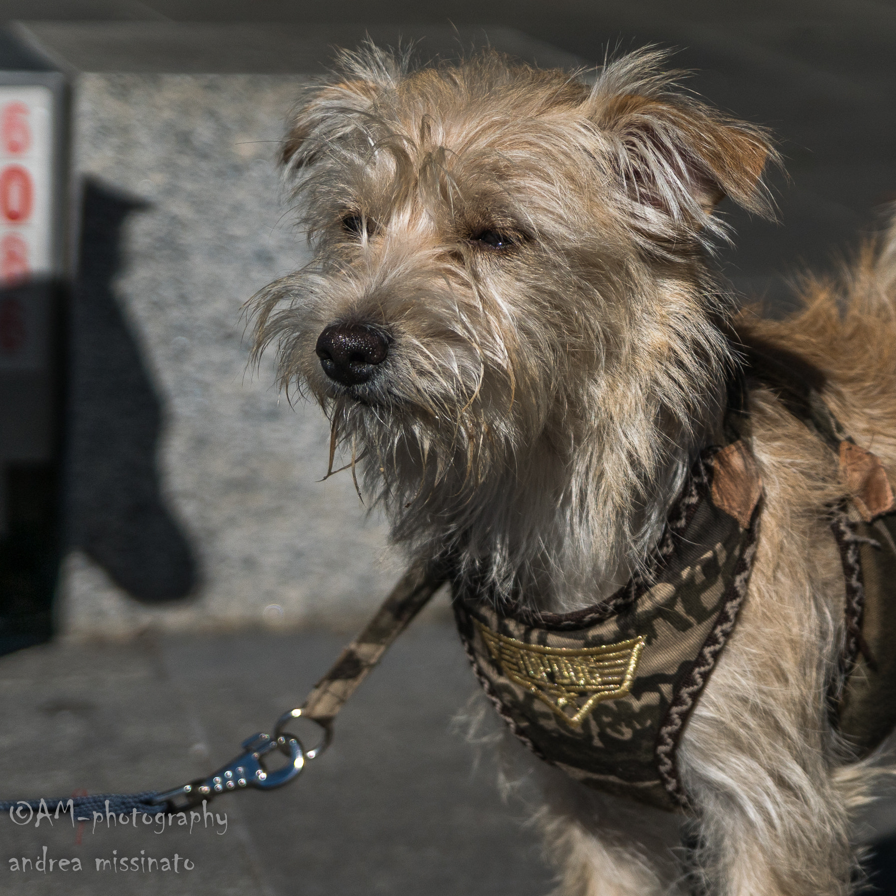 Sony ILCA-77M2 sample photo. Emy photography
