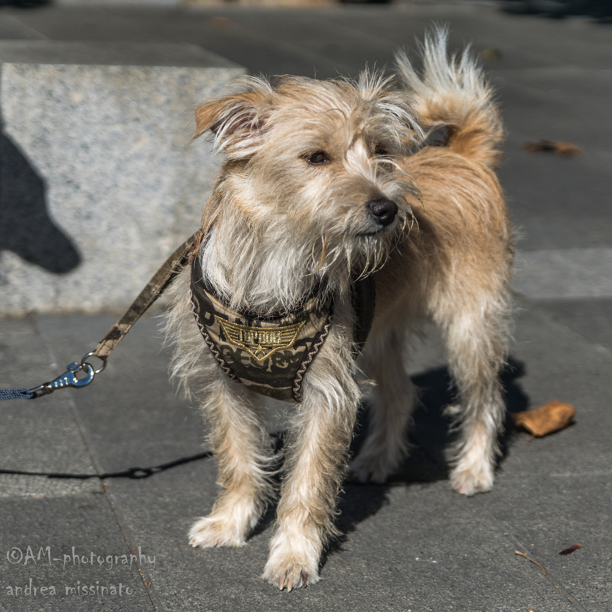 Sony ILCA-77M2 sample photo. Emy photography