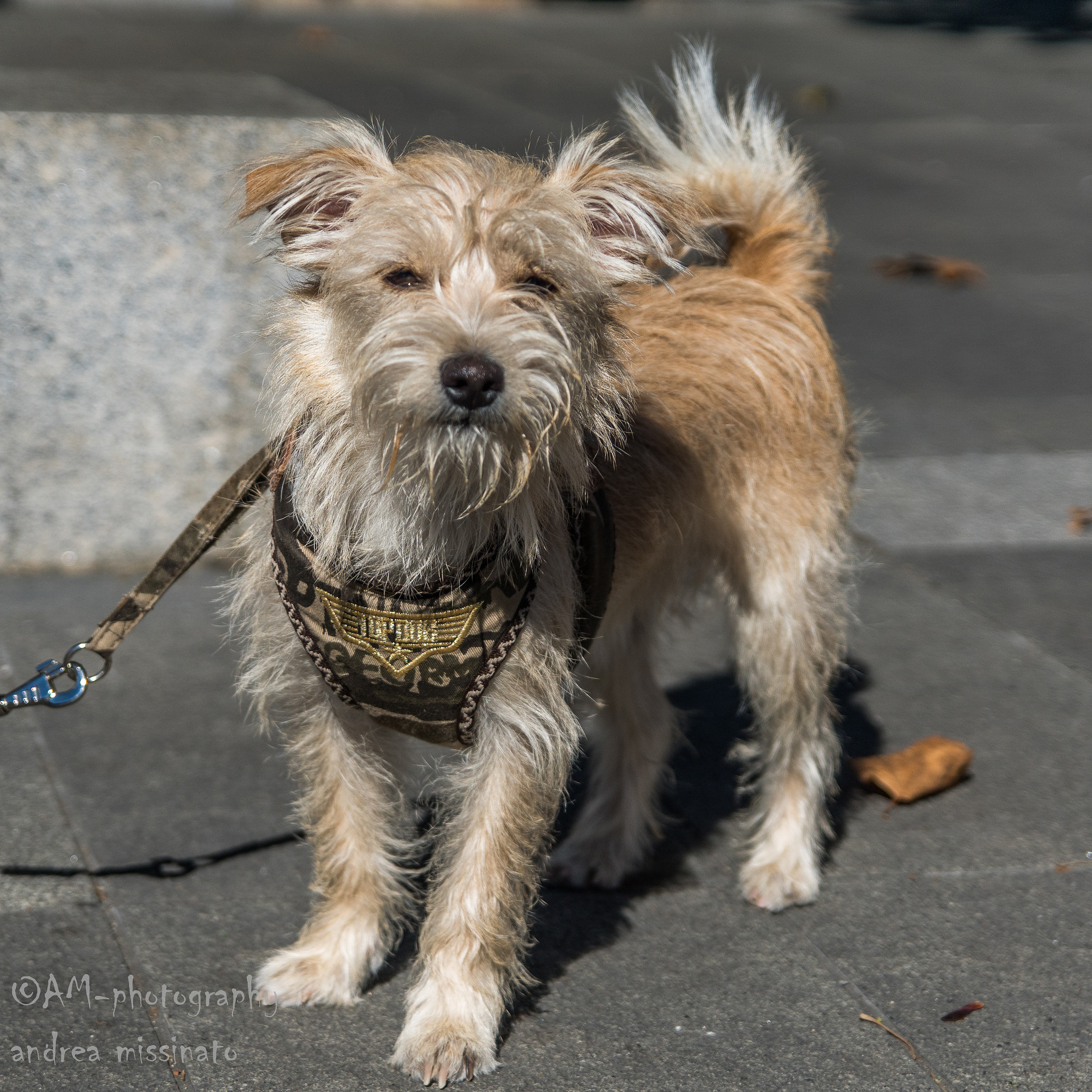 Sony ILCA-77M2 sample photo. Emy photography