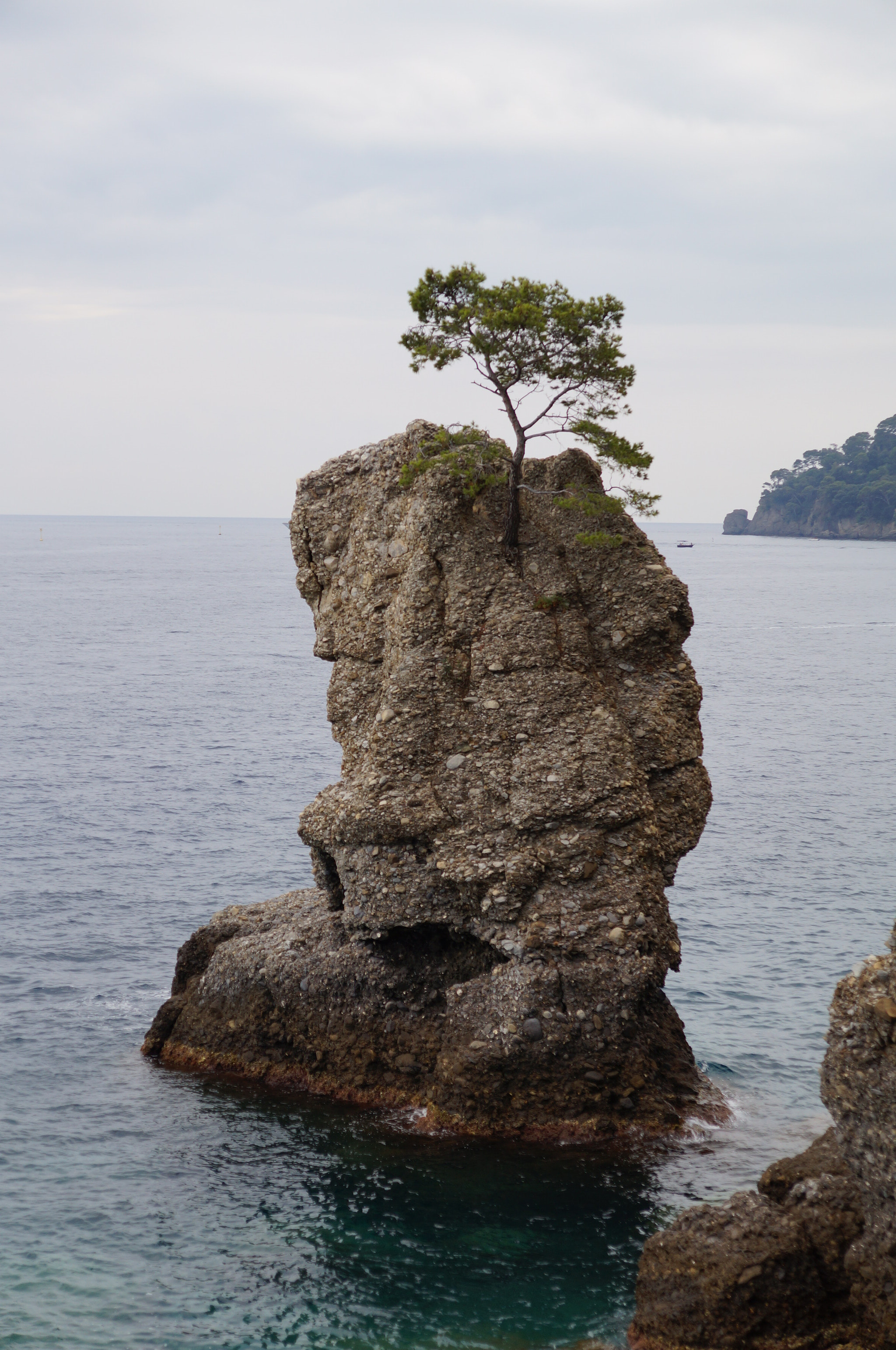 Sony SLT-A57 sample photo. Rock n tree photography