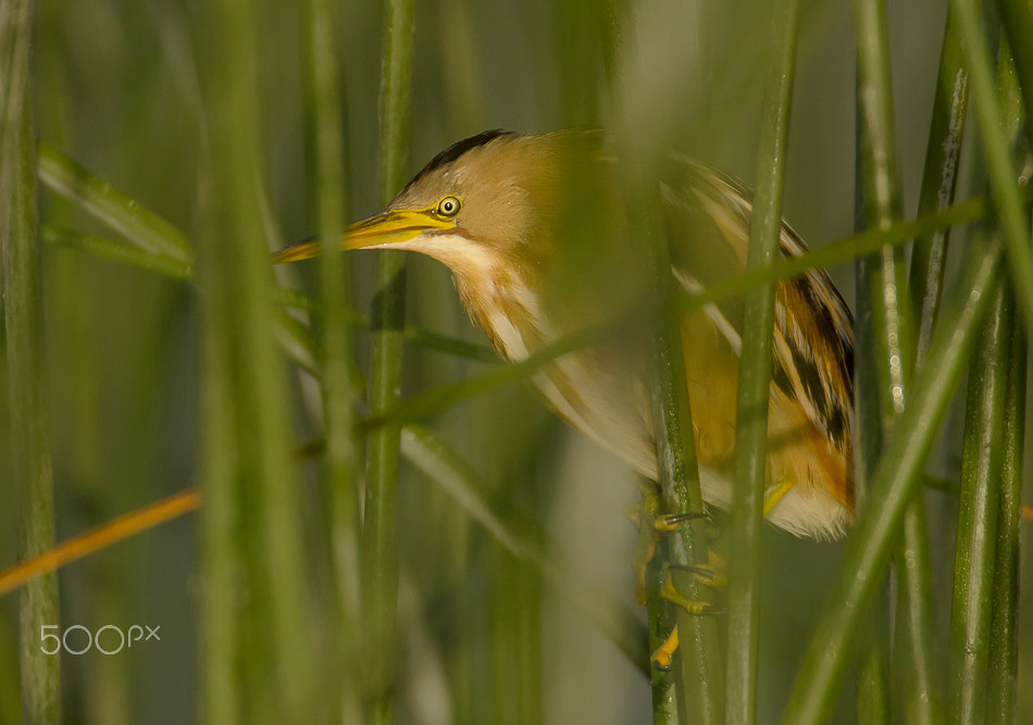 Sigma 50-500mm F4.5-6.3 DG OS HSM sample photo. Stripe backed bittern photography