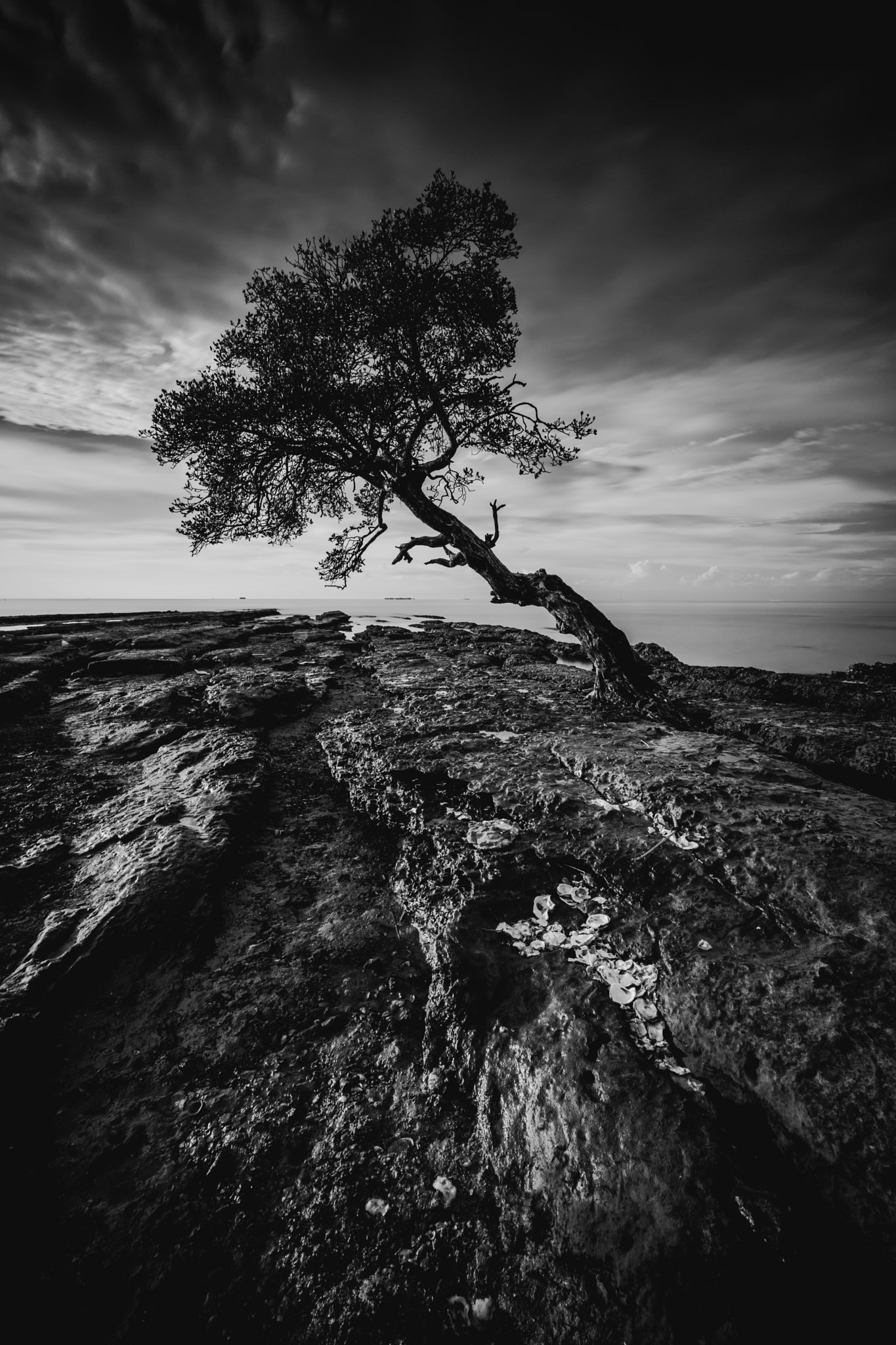 Sony a7 II + Voigtlander SUPER WIDE-HELIAR 15mm F4.5 III sample photo. The tree photography