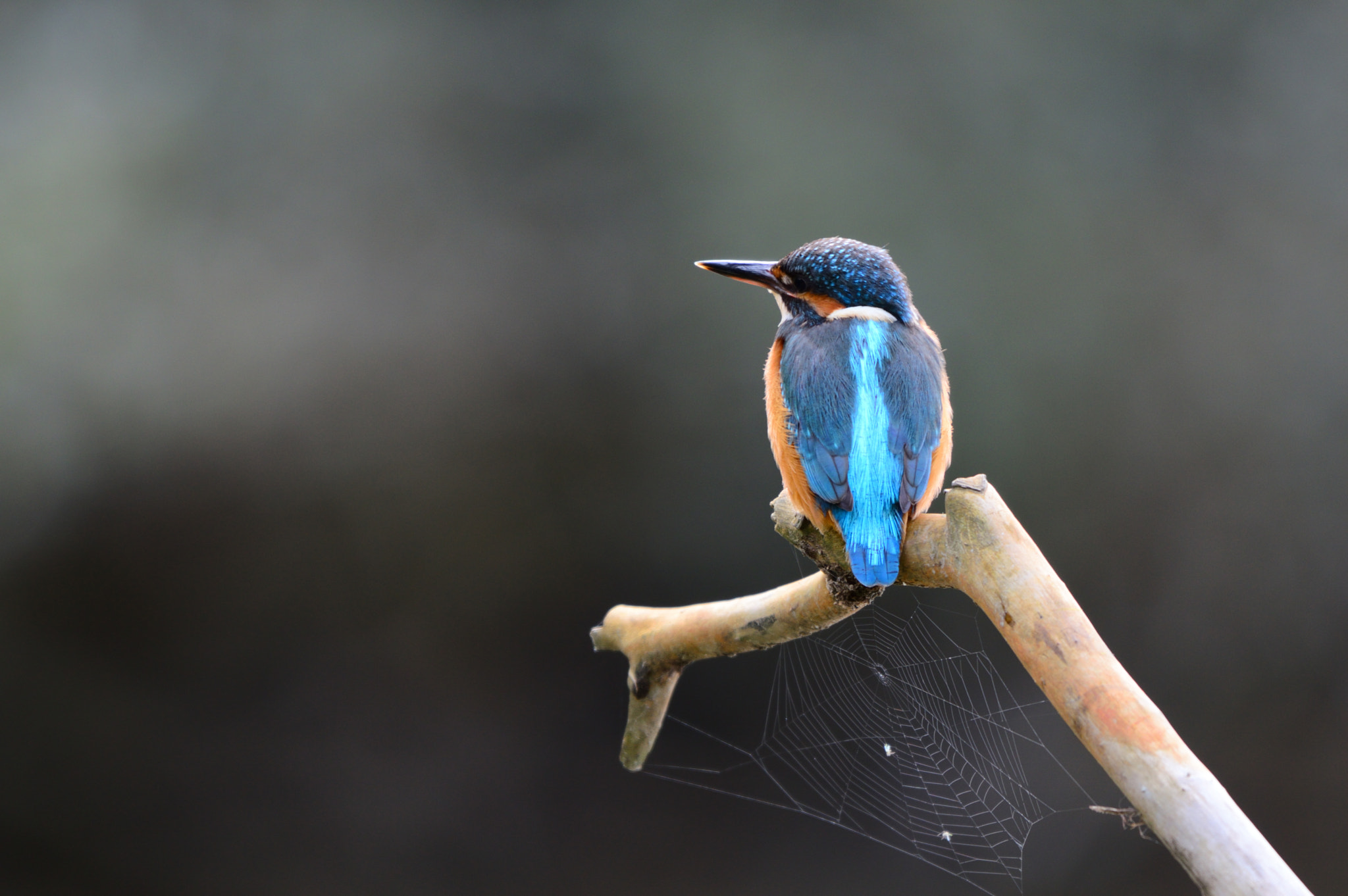 Nikon AF-S Nikkor 200-500mm F5.6E ED VR sample photo. Martin pescatore photography