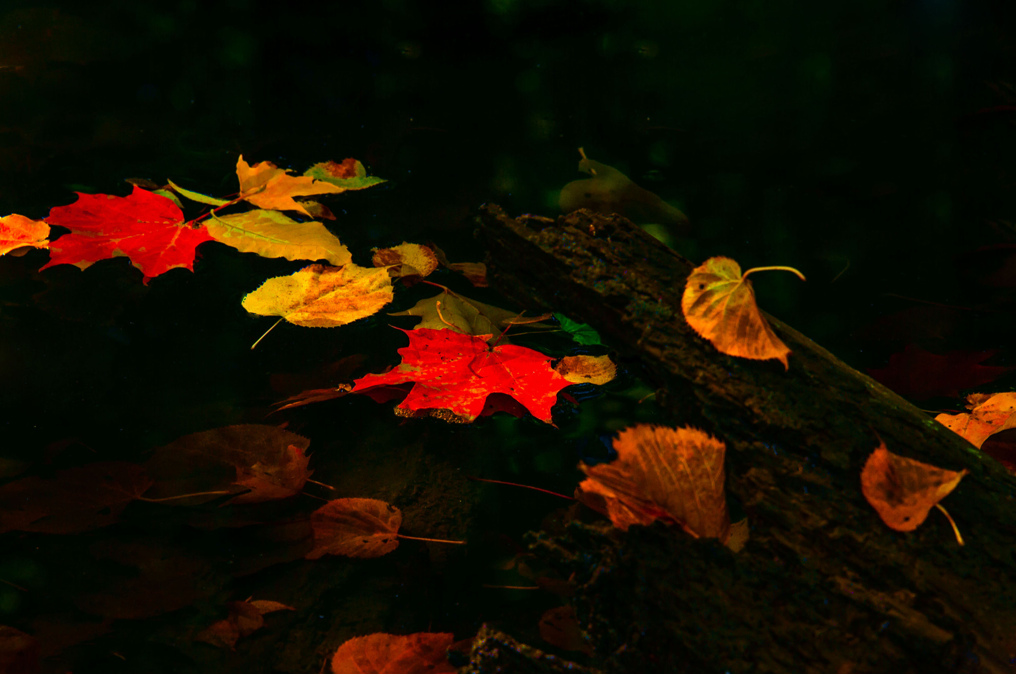 Nikon D300S sample photo. Colours of fall photography