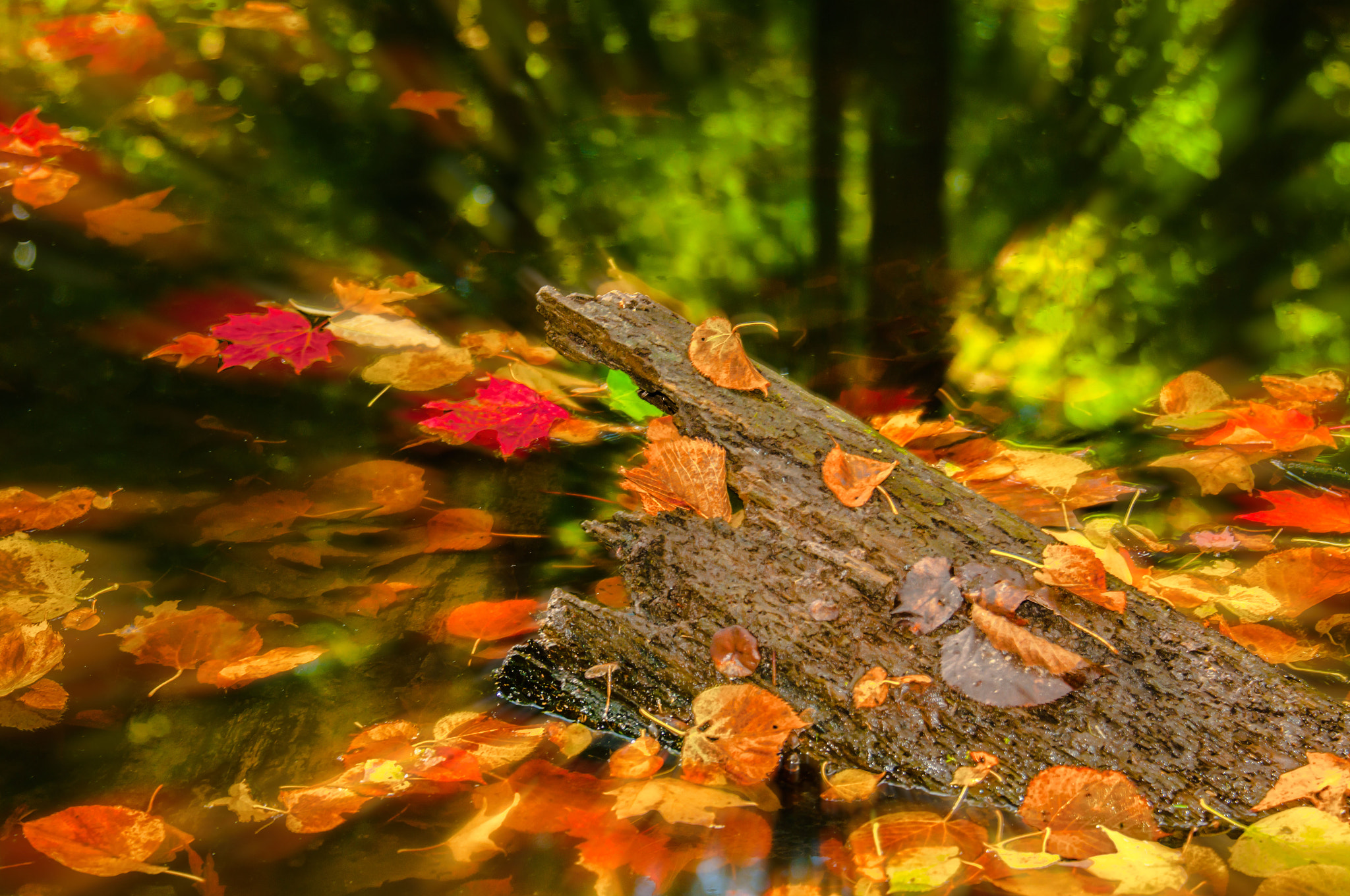 Nikon D300S sample photo. And the leaves came tumbling down photography