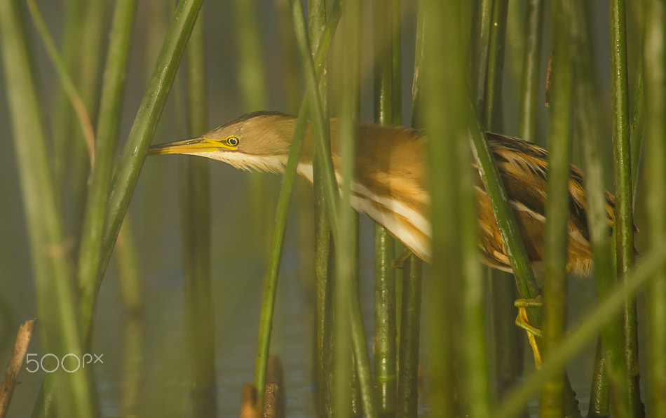 Sigma 50-500mm F4.5-6.3 DG OS HSM sample photo. Stripe backed bittern photography