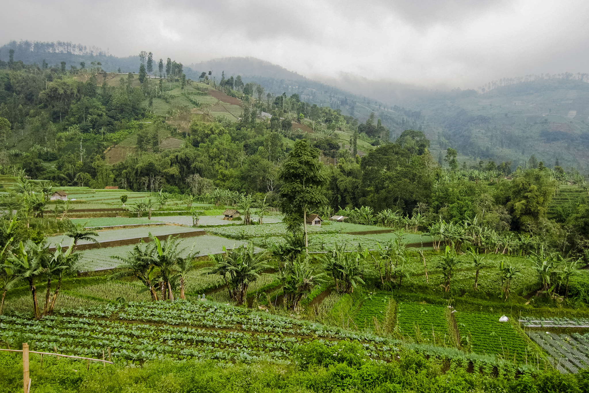 Canon PowerShot ELPH 300 HS (IXUS 220 HS / IXY 410F) sample photo. Kebun sayur photography