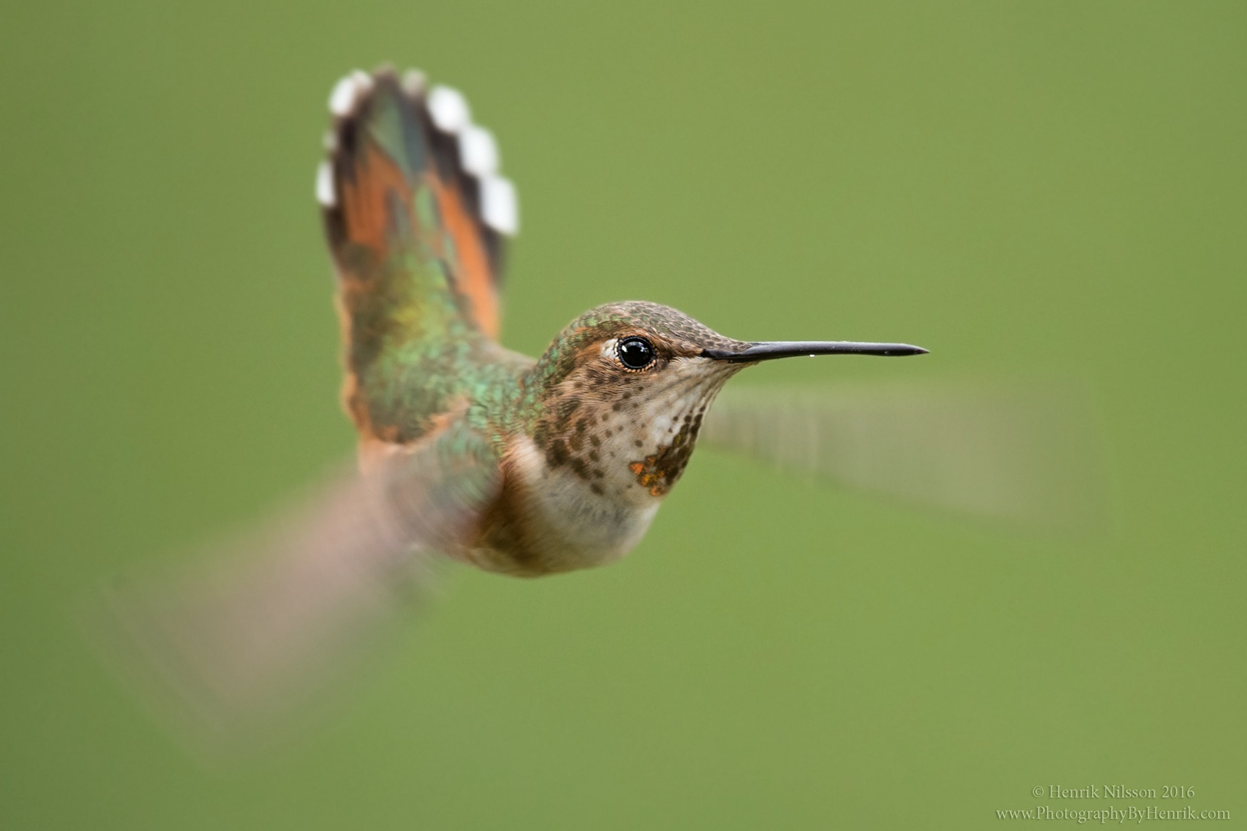 Canon EF 500mm F4L IS II USM sample photo. Speedy gonzales photography