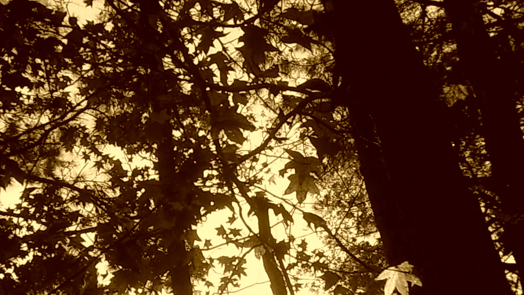 Icatch Spca1628 sample photo. Golden forest glow photography