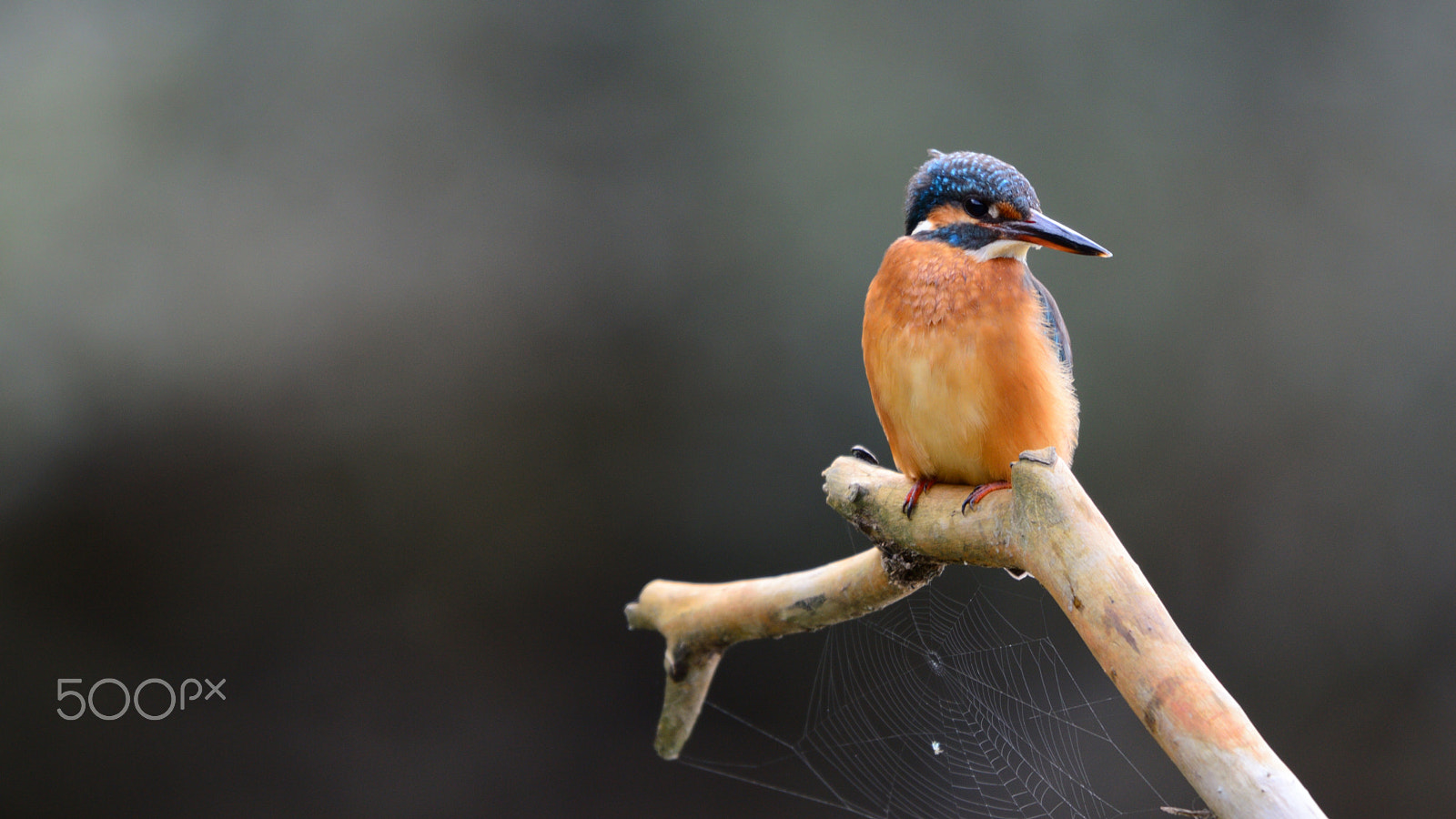 Nikon AF-S Nikkor 200-500mm F5.6E ED VR sample photo. Martin pescatpre photography