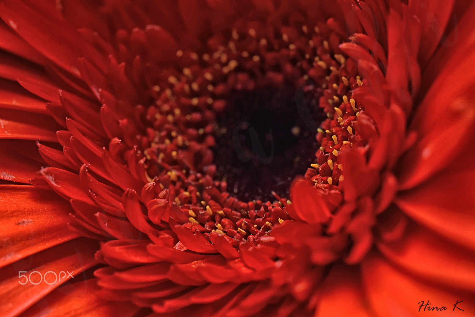 Nikon AF-S Micro-Nikkor 60mm F2.8G ED sample photo. Passion photography