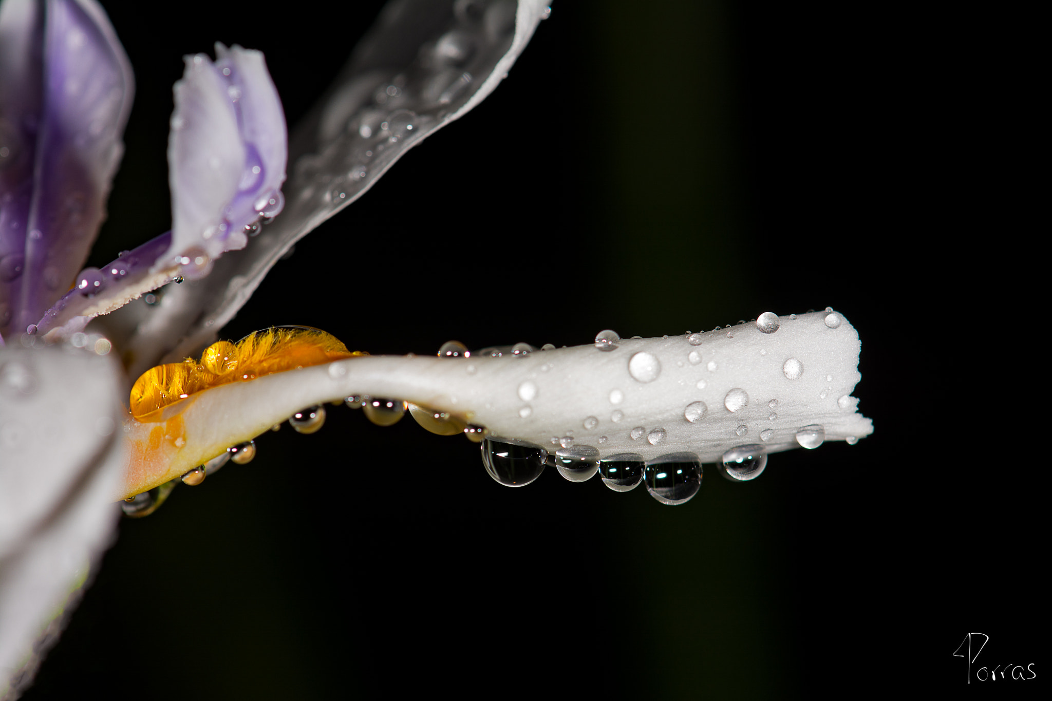 Nikon AF-S DX Micro-Nikkor 85mm F3.5G ED VR sample photo. Multiple drops photography