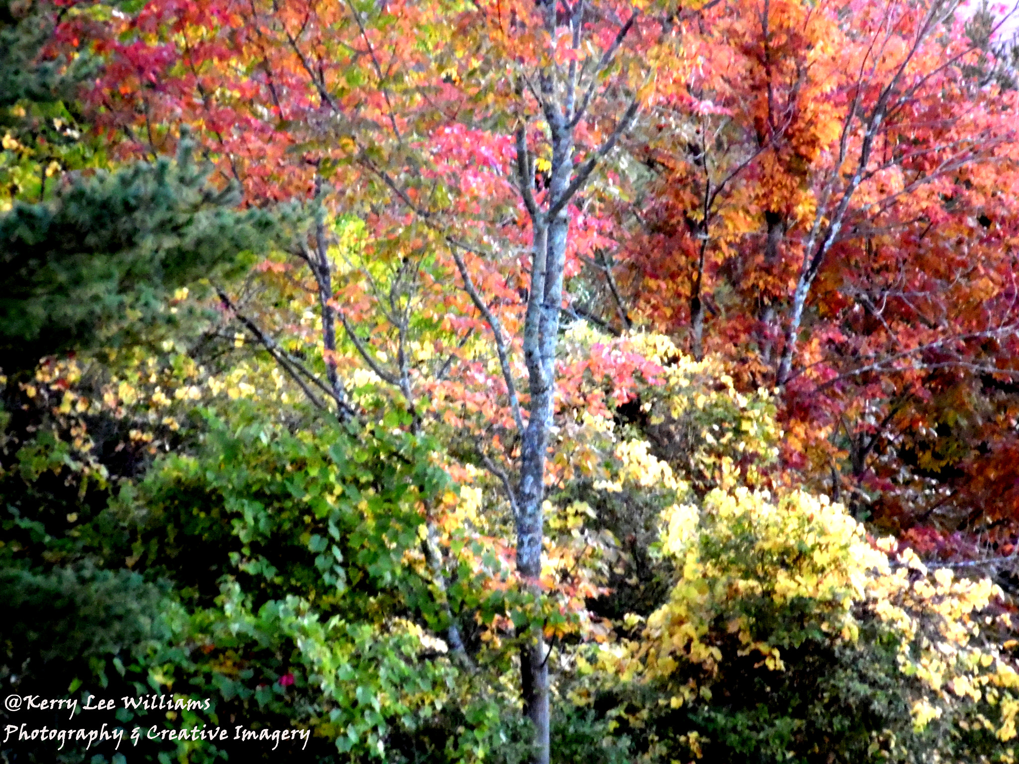 Samsung WB110/  WB111 sample photo. Color photography