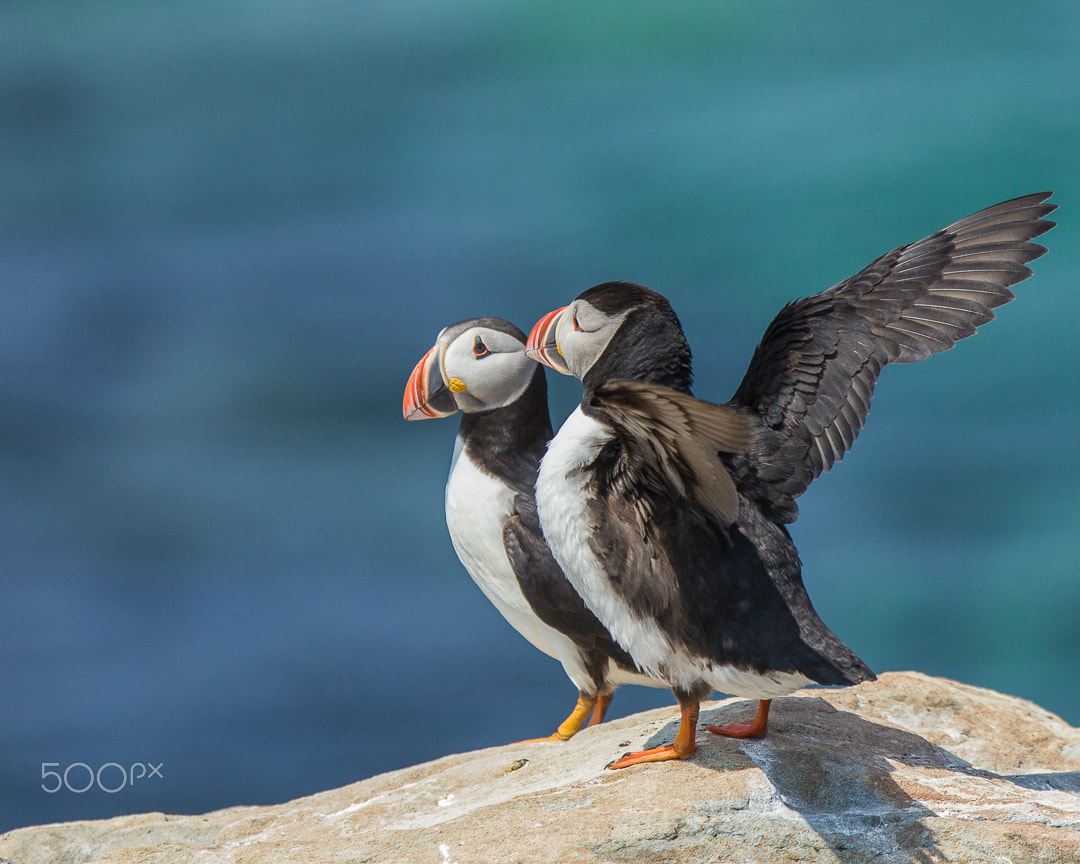 Canon EF 300mm F2.8L IS USM sample photo. The secret photography