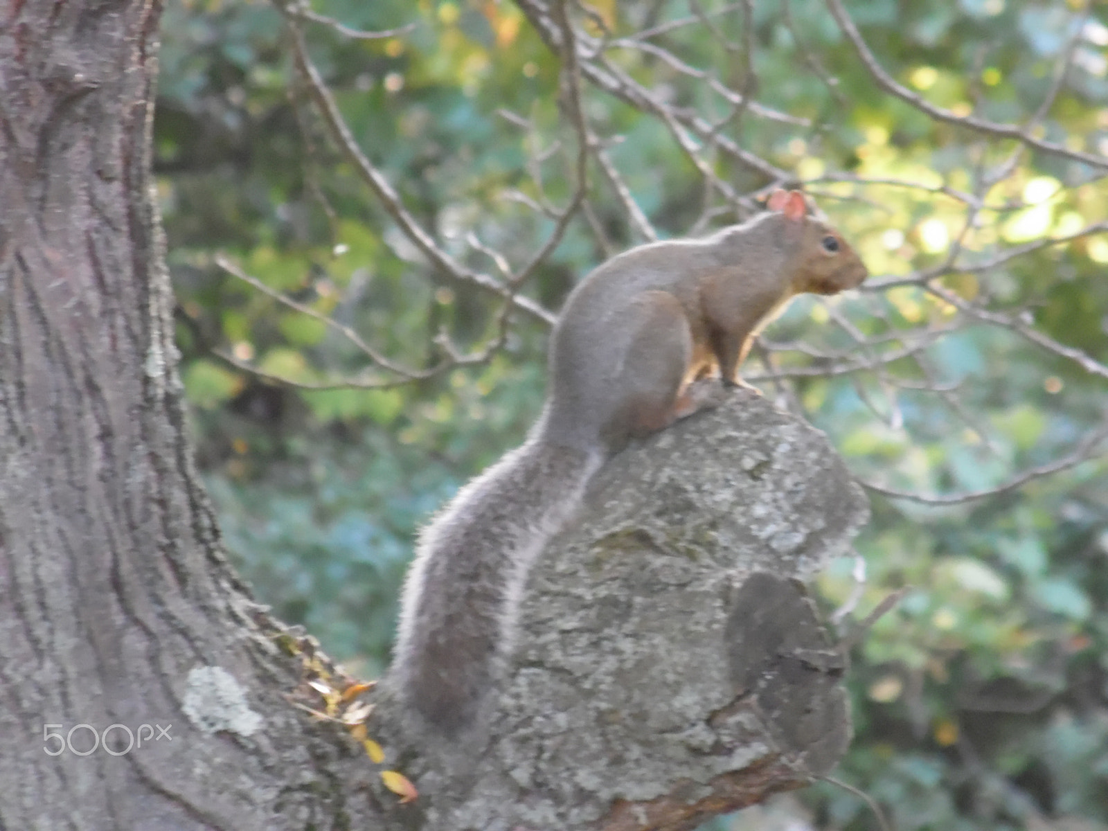 Samsung WB110/  WB111 sample photo. Squirrel photography