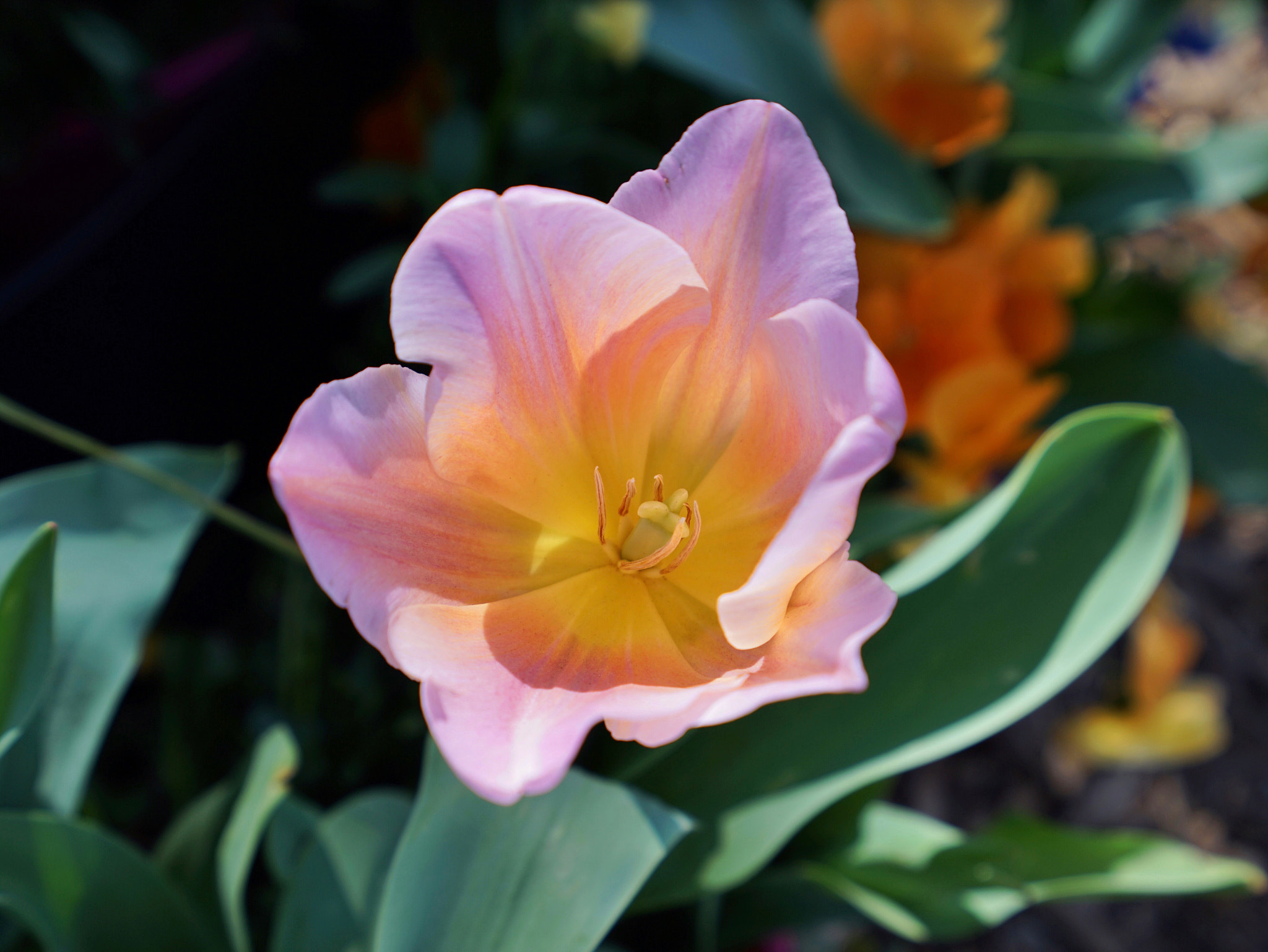 Sony a7 II + Sony Vario-Tessar T* FE 16-35mm F4 ZA OSS sample photo