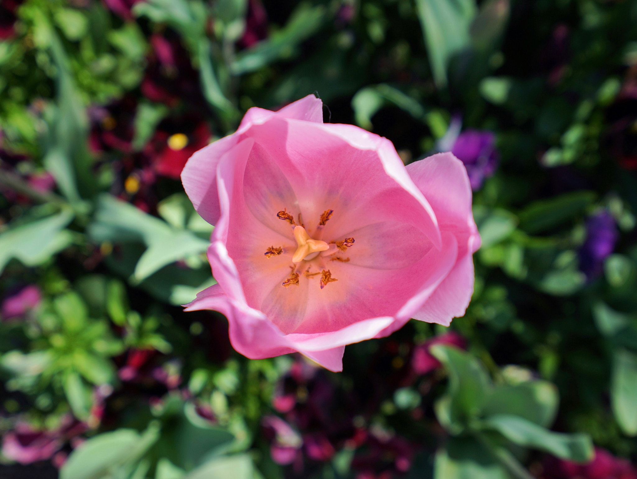 Sony a7 II + Sony Vario-Tessar T* FE 16-35mm F4 ZA OSS sample photo