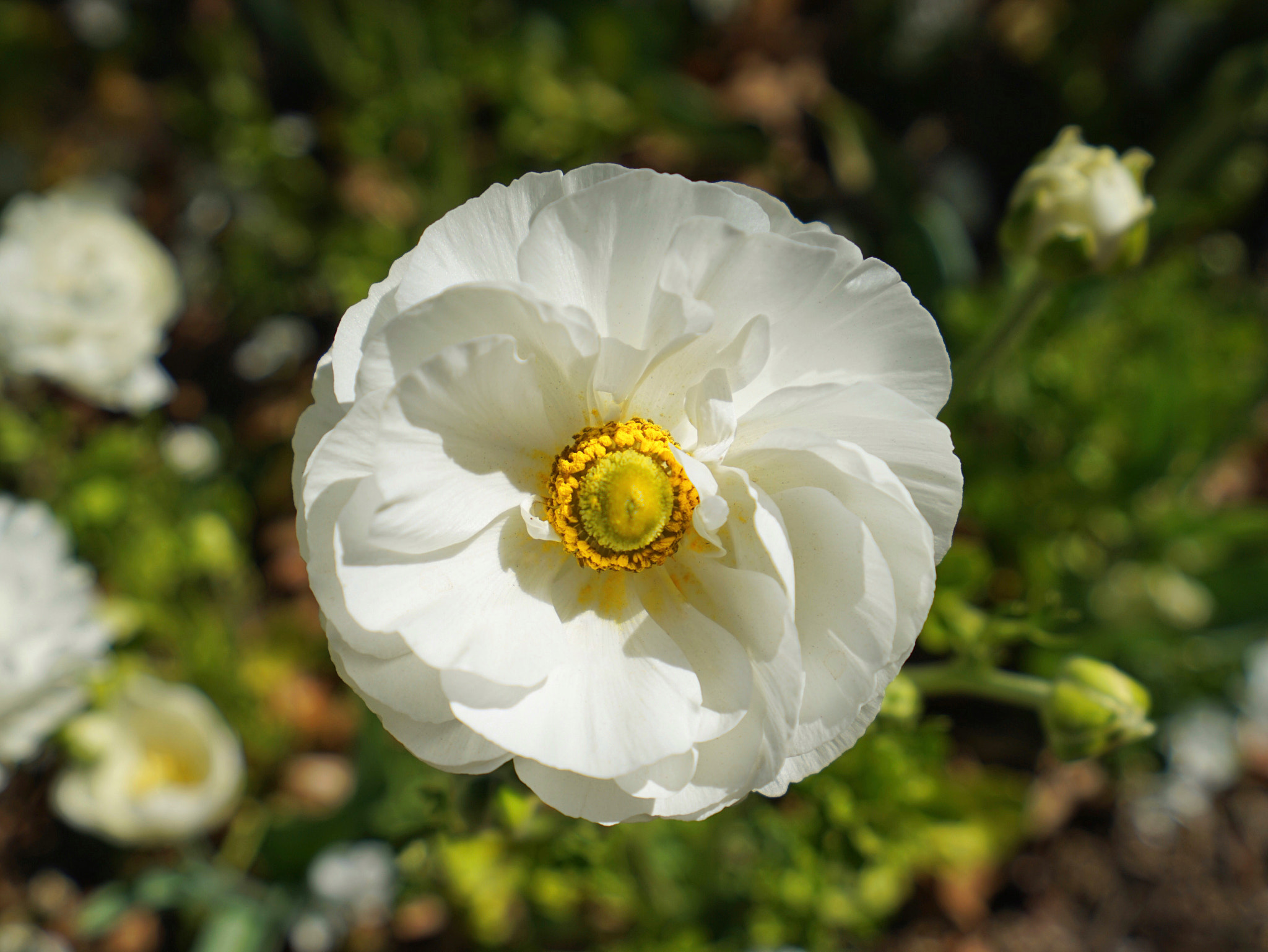 Sony a7 II + Sony Vario-Tessar T* FE 16-35mm F4 ZA OSS sample photo
