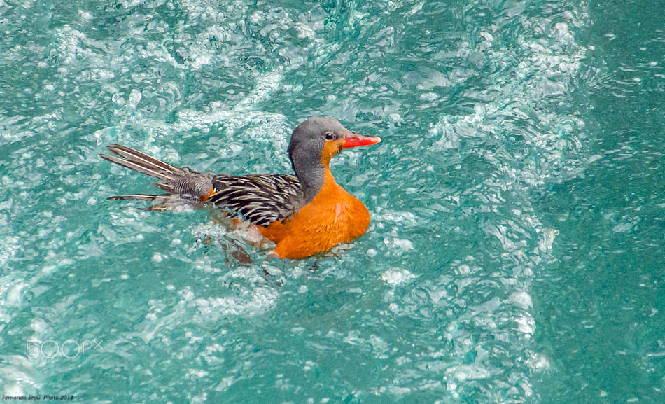 Sigma 50-500mm F4.5-6.3 DG OS HSM sample photo. Torrent duck photography