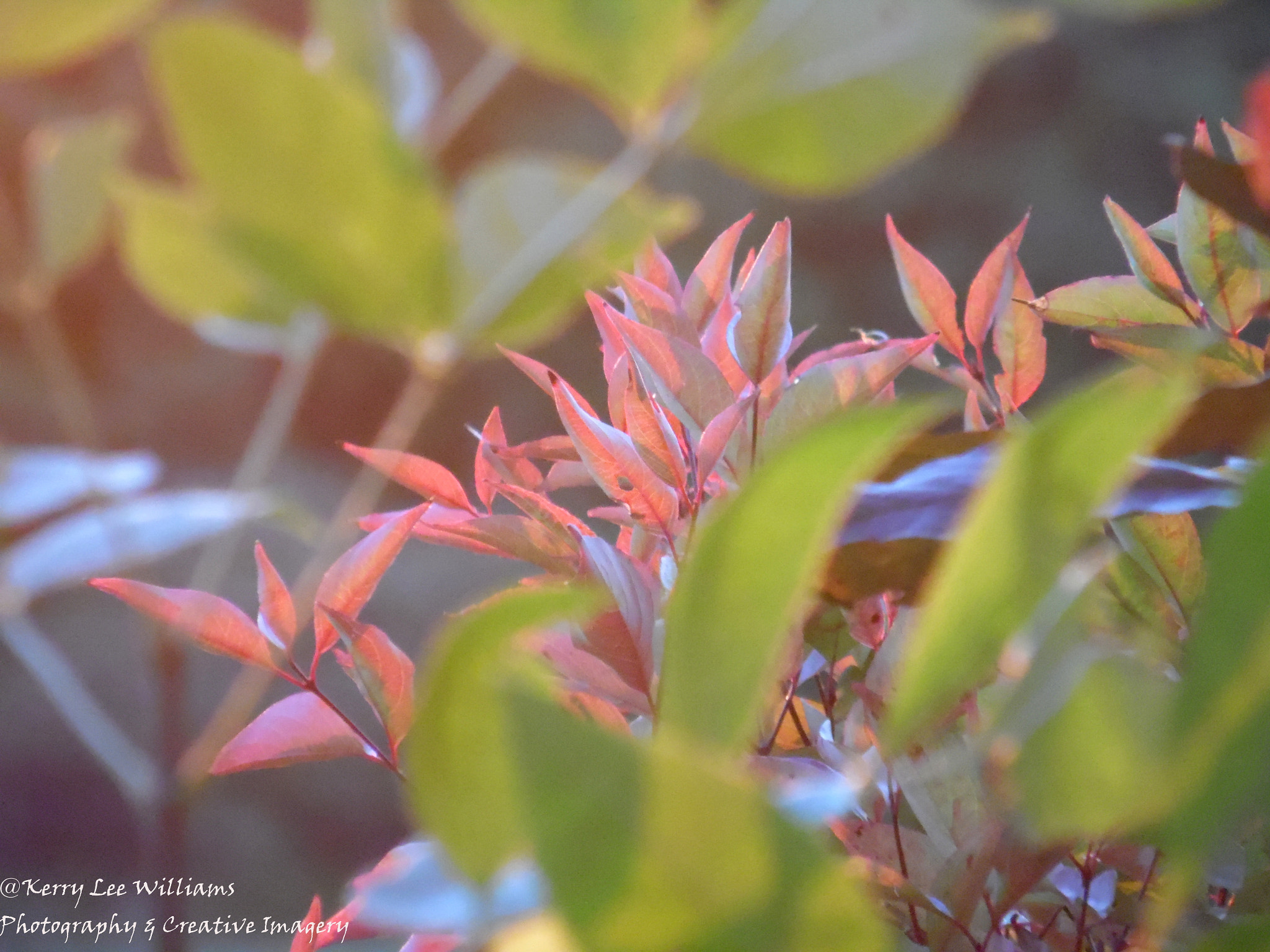 Samsung WB110/  WB111 sample photo. Green and red photography