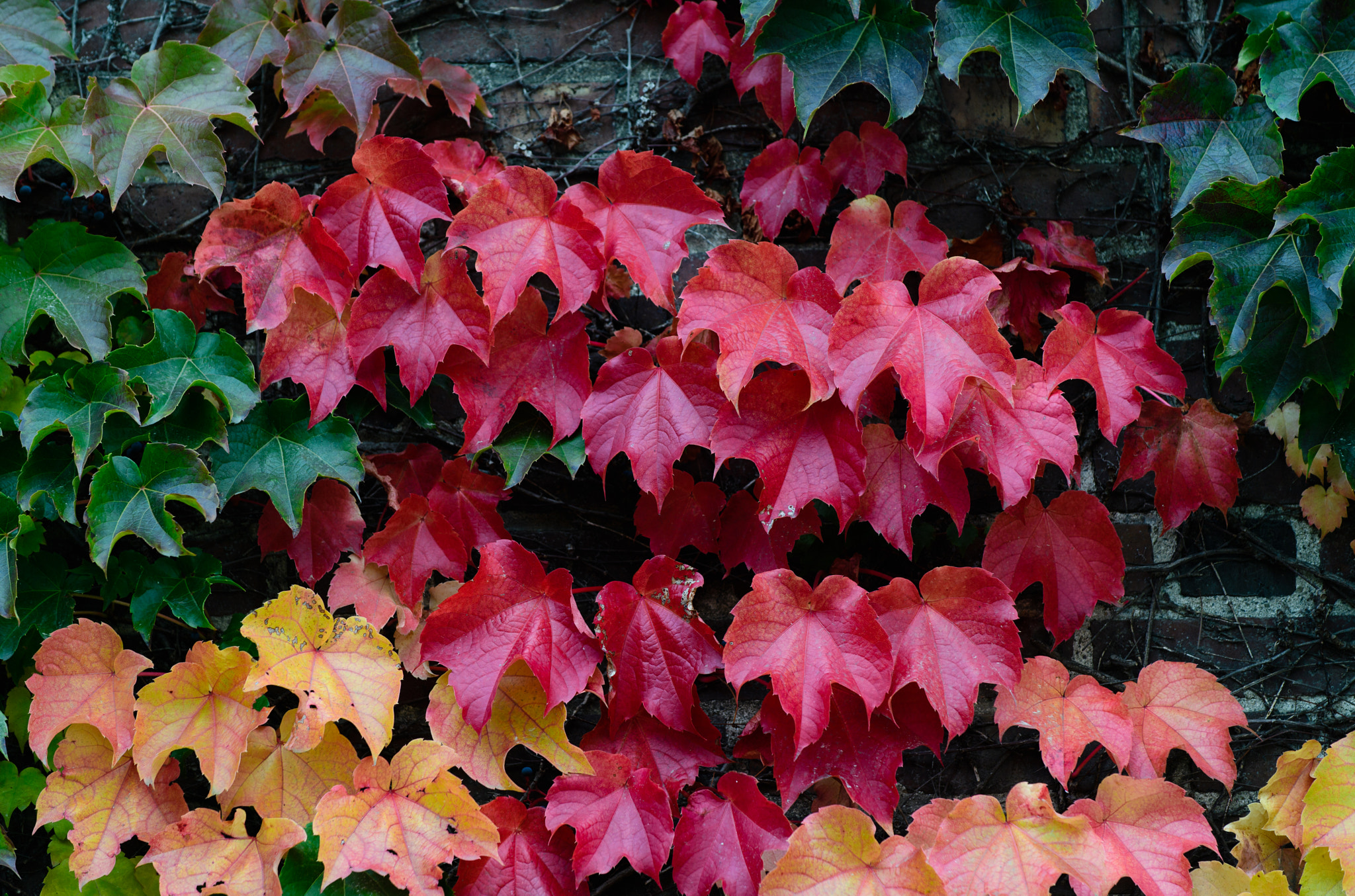 Nikon AF-S Nikkor 70-200mm F4G ED VR sample photo. Dartmouth ivy photography