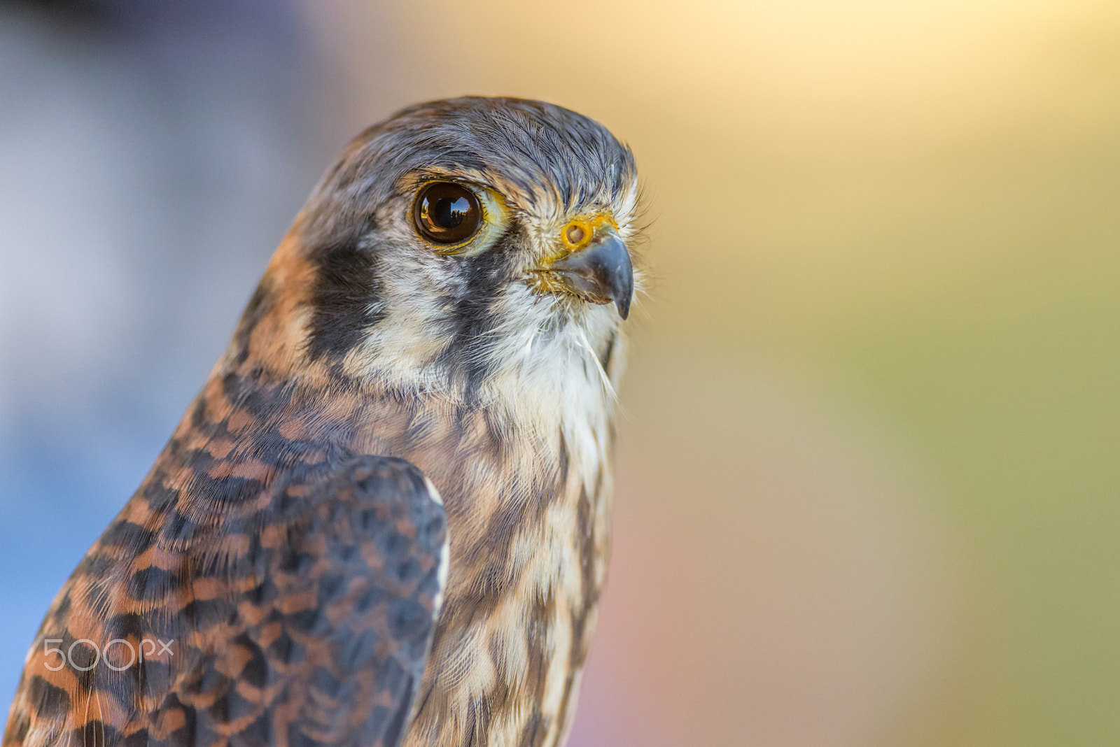 Nikon D800E + Nikon AF-S Nikkor 300mm F4D ED-IF sample photo. Kestrel photography