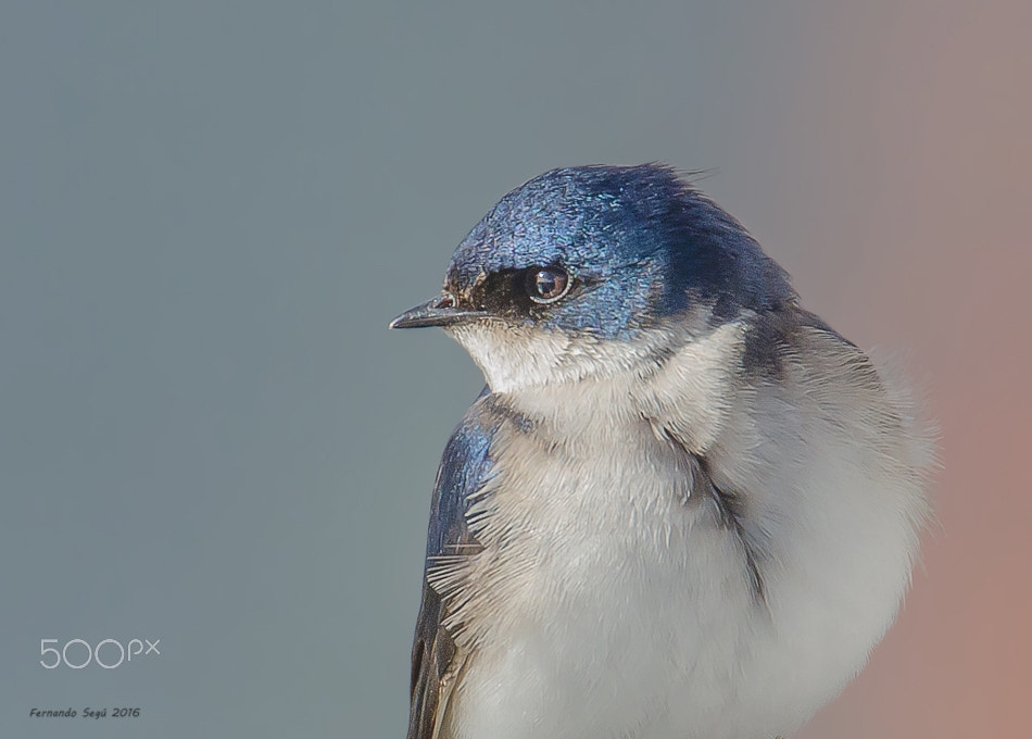 Nikon D7000 + Sigma 50-500mm F4.5-6.3 DG OS HSM sample photo. Chilean swallow photography