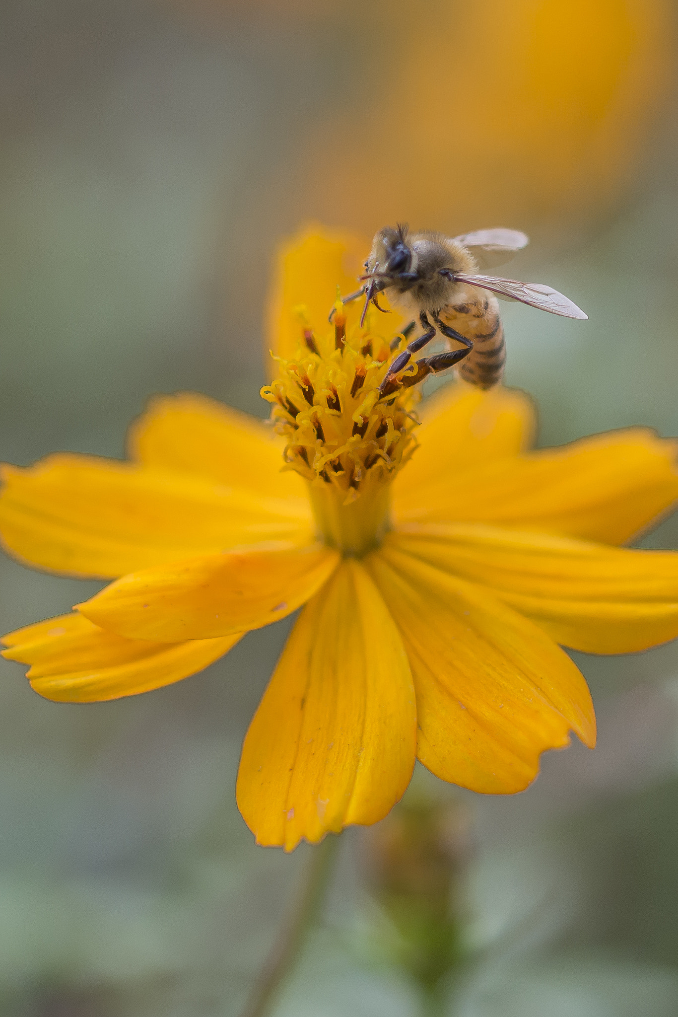 Nikon D800E + ZEISS Makro-Planar T* 50mm F2 sample photo. A bee on the flower photography