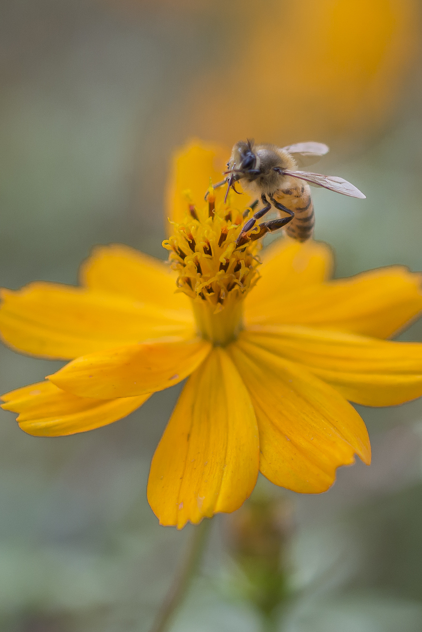 ZEISS Makro-Planar T* 50mm F2 sample photo. A bee on the flower photography