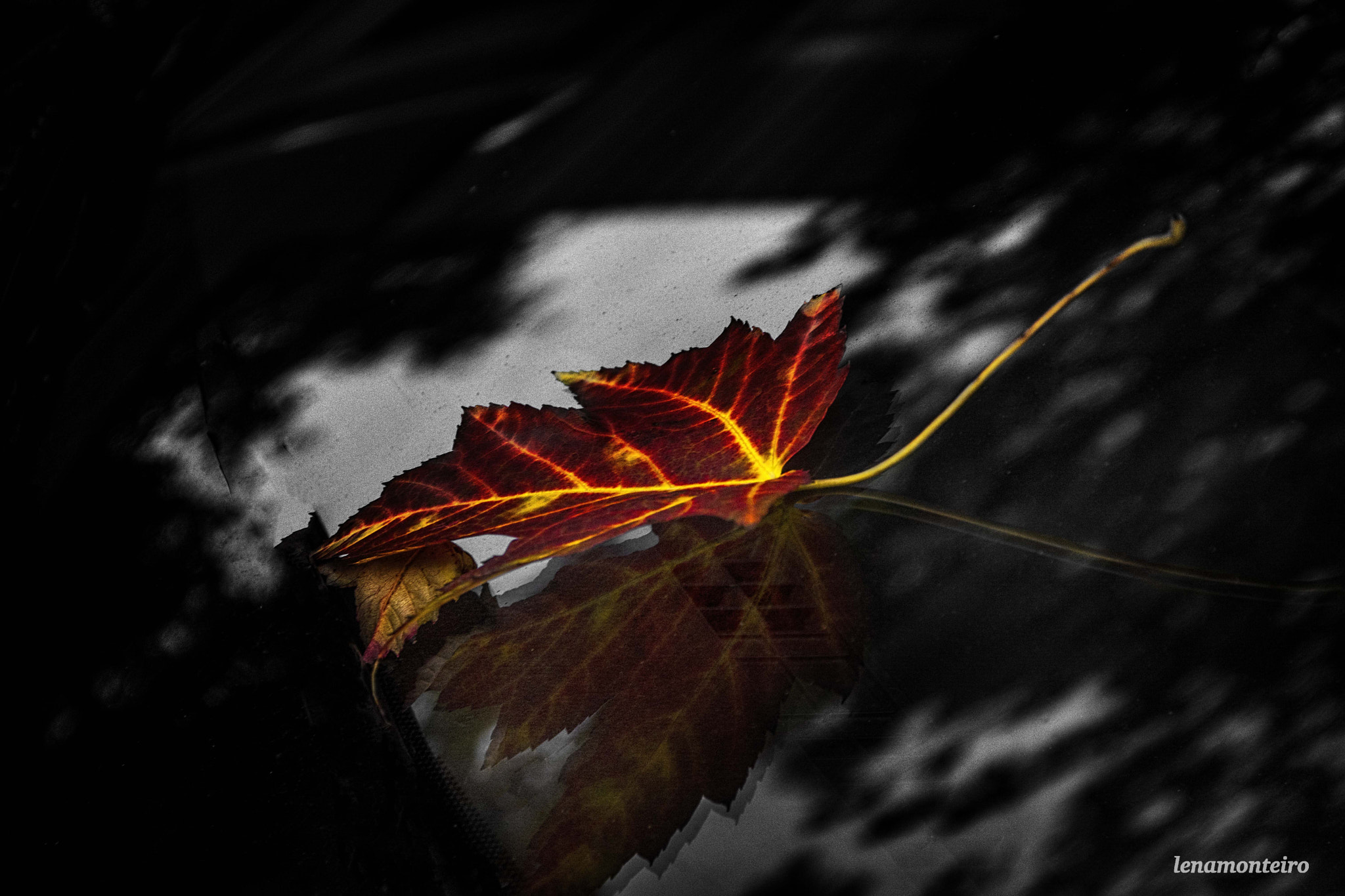 Sigma 18-250mm F3.5-6.3 DC OS HSM sample photo. Autumn leaves... photography