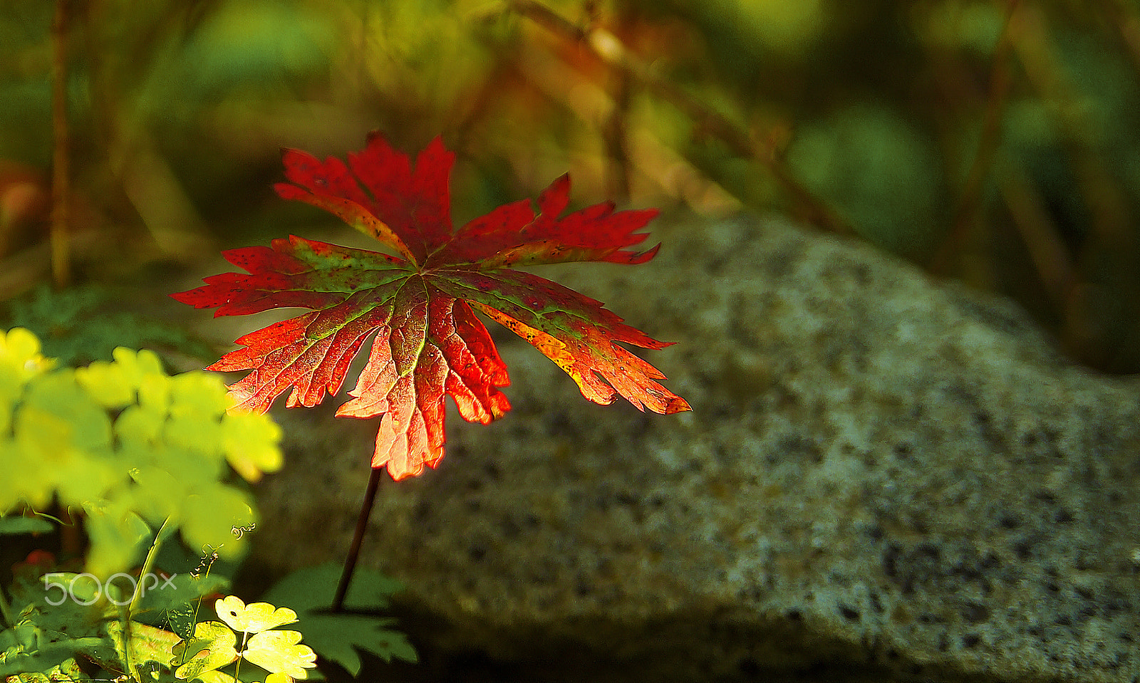 Kodak DCS Pro 14N sample photo. One red leaf photography