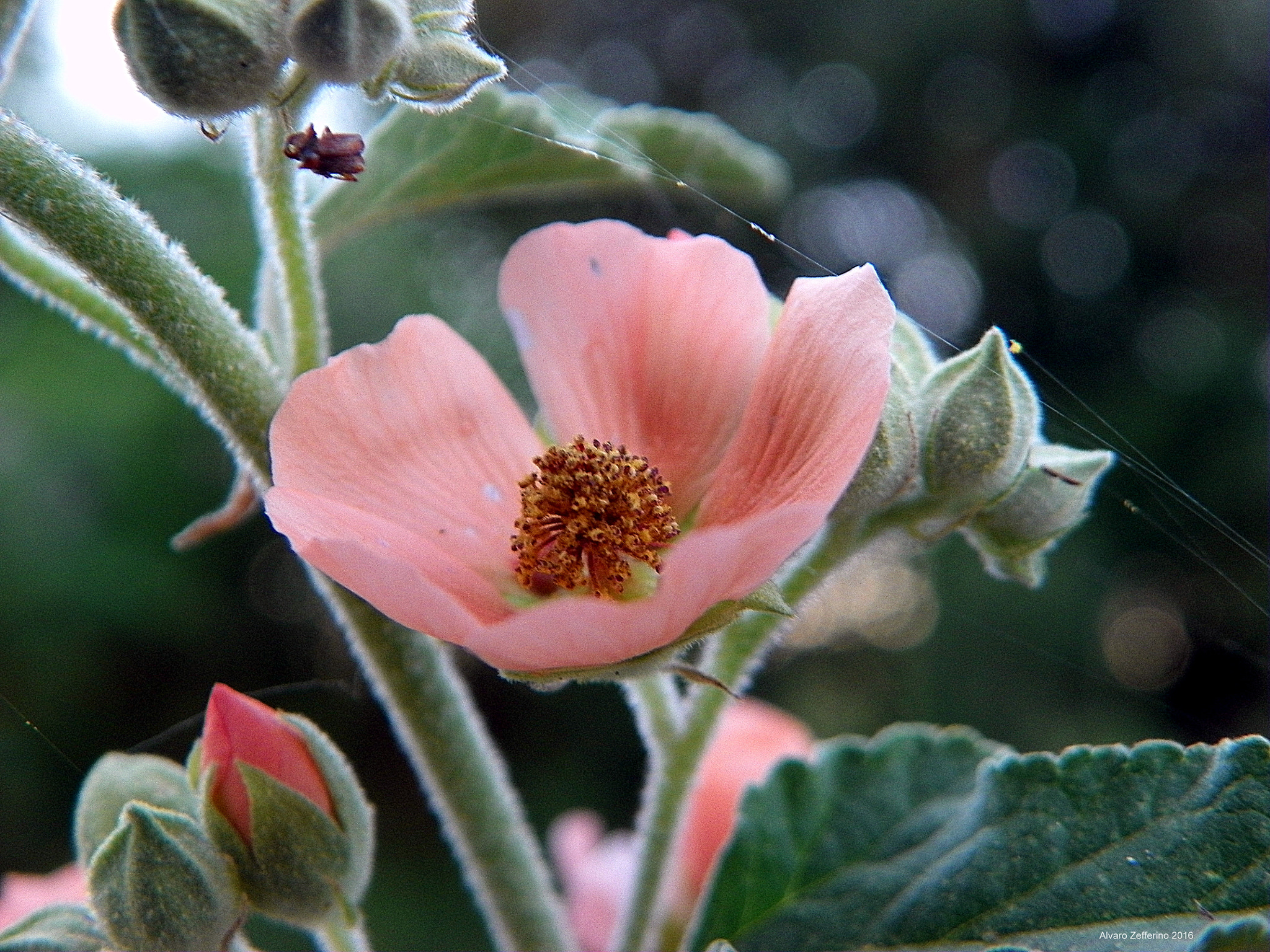 Kodak EasyShare Z981 sample photo. Rosada flor silvestre en primavera photography