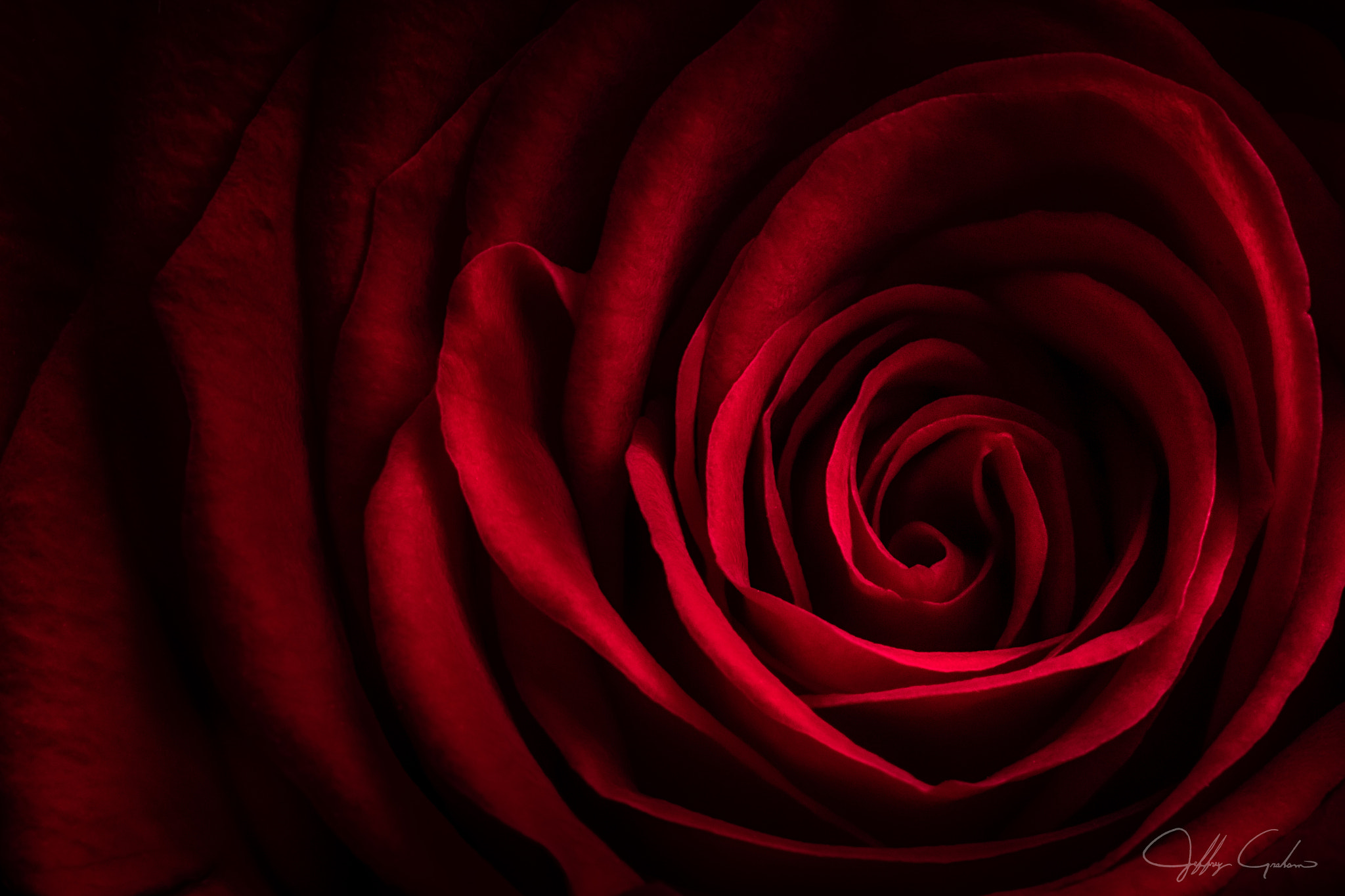 Canon EOS 7D Mark II + Canon EF 135mm F2L USM sample photo. Anniversary rose photography