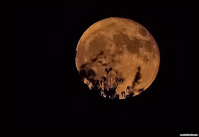 Fujifilm X-E2 + Fujifilm XF 50-140mm F2.8 R LM OIS WR sample photo. Super moon at perigee photography