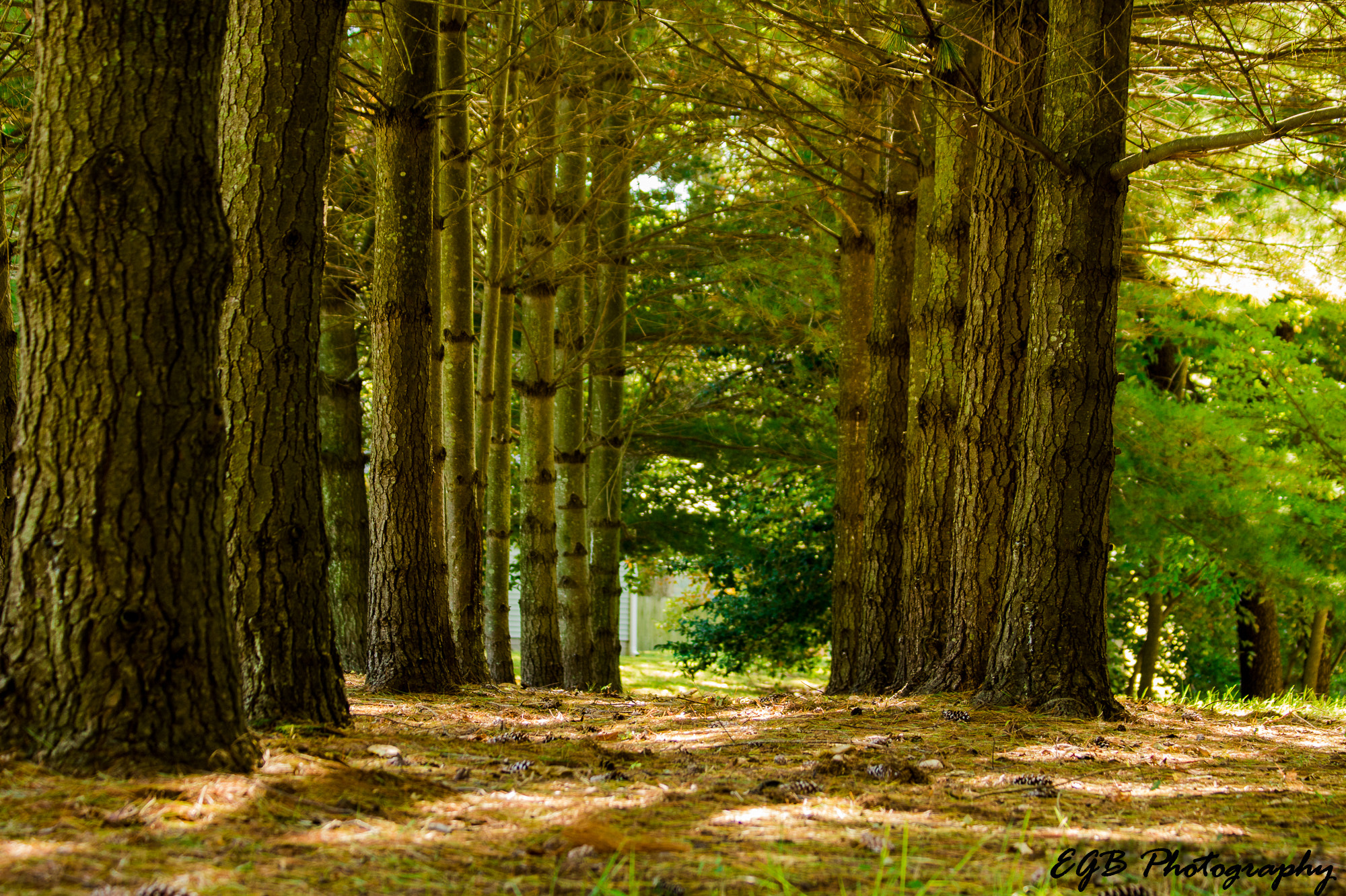 Canon EF 70-300mm F4-5.6 IS USM sample photo. A path to take photography