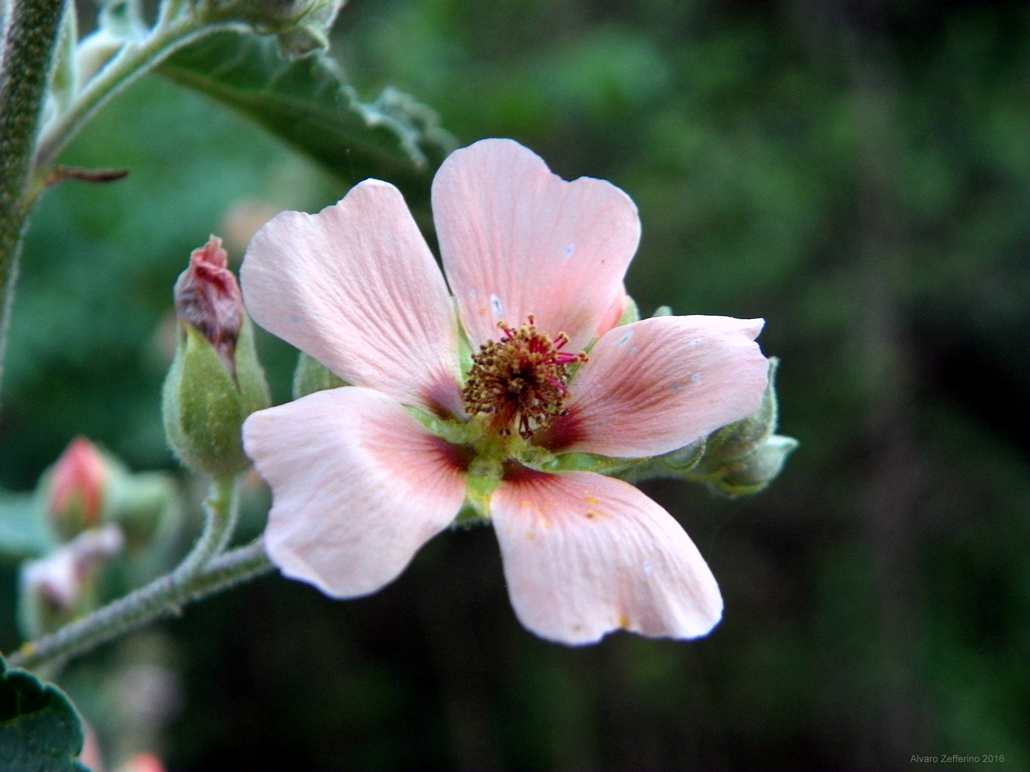 Kodak EasyShare Z981 sample photo. Flor rosada en primavera photography