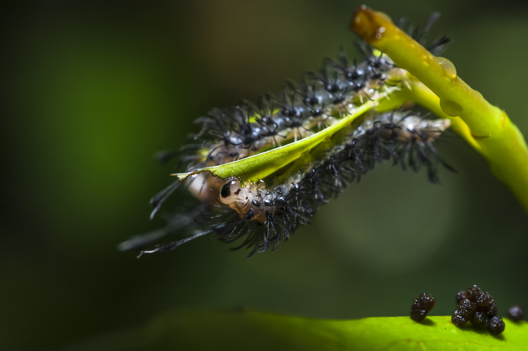 Nikon AF-S Micro-Nikkor 60mm F2.8G ED sample photo. Caterpillar photography